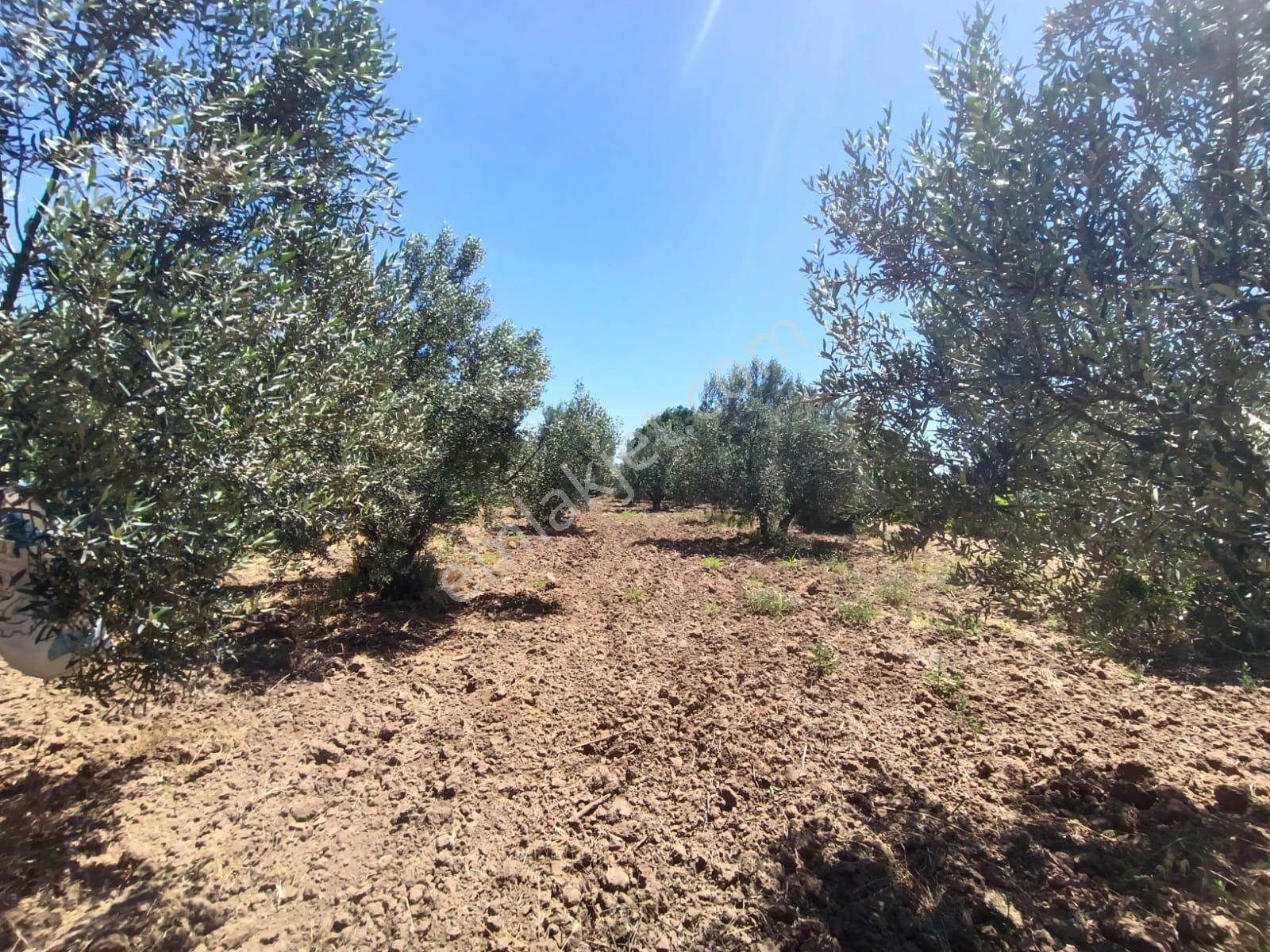 Göçbeyli'de Yola Cepheli 1200 M2 Hobi Bahçesi - Görsel 12