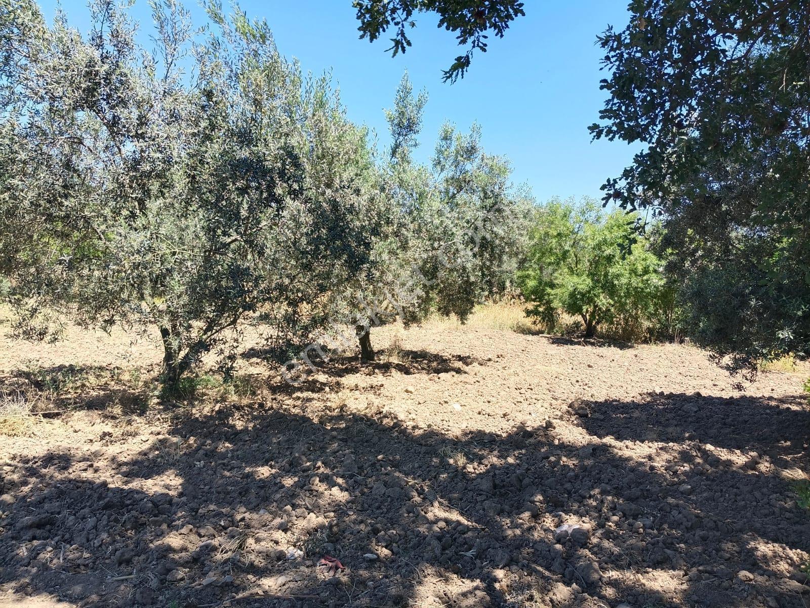 Göçbeyli'de Yola Cepheli 1200 M2 Hobi Bahçesi - Görsel 19