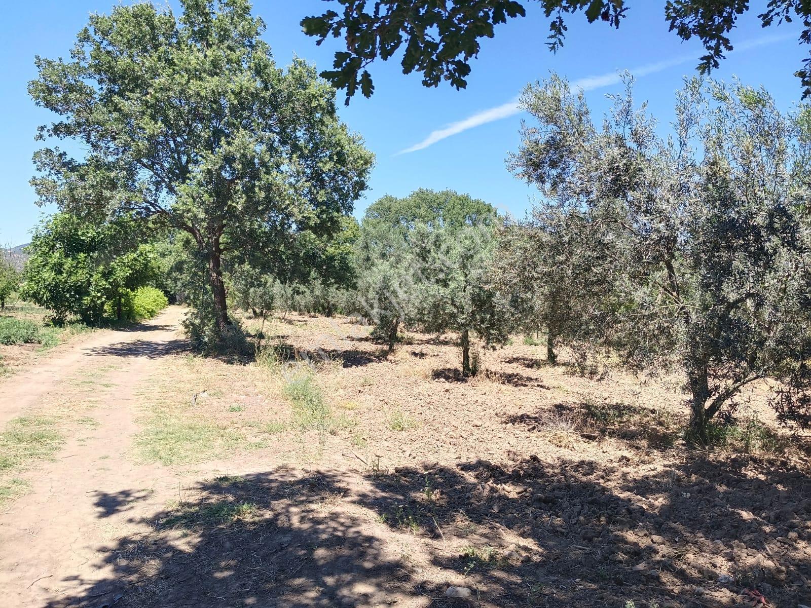 Göçbeyli'de Yola Cepheli 1200 M2 Hobi Bahçesi - Görsel 16