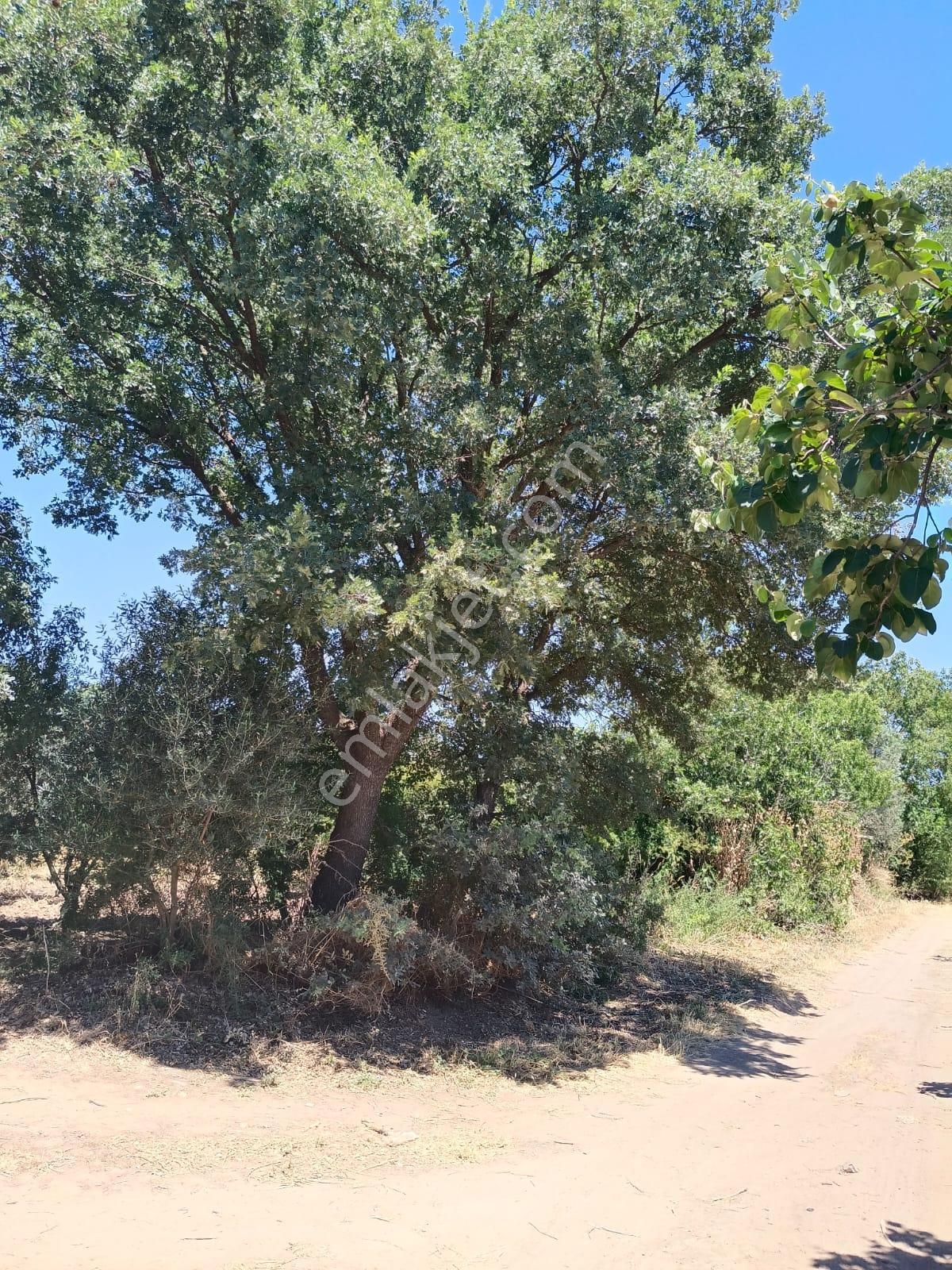 Göçbeyli'de Yola Cepheli 1200 M2 Hobi Bahçesi - Görsel 18