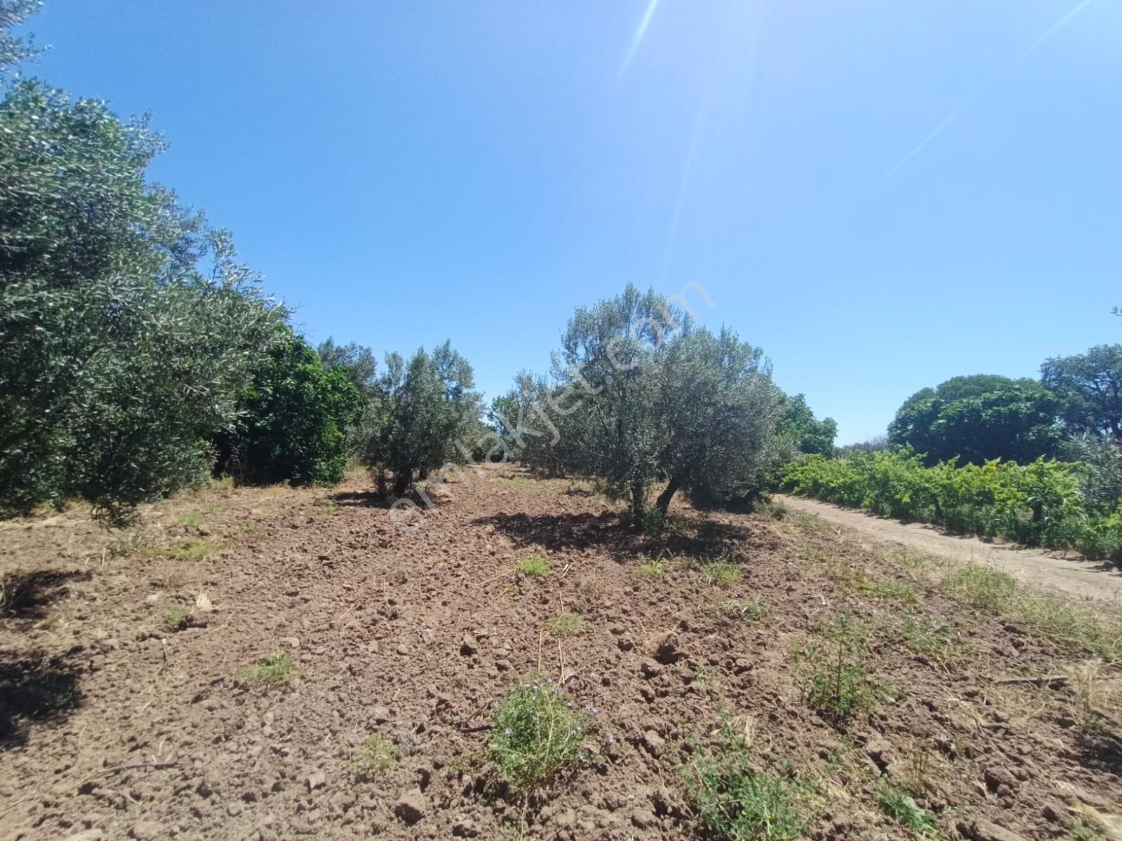 Göçbeyli'de Yola Cepheli 1200 M2 Hobi Bahçesi - Görsel 6
