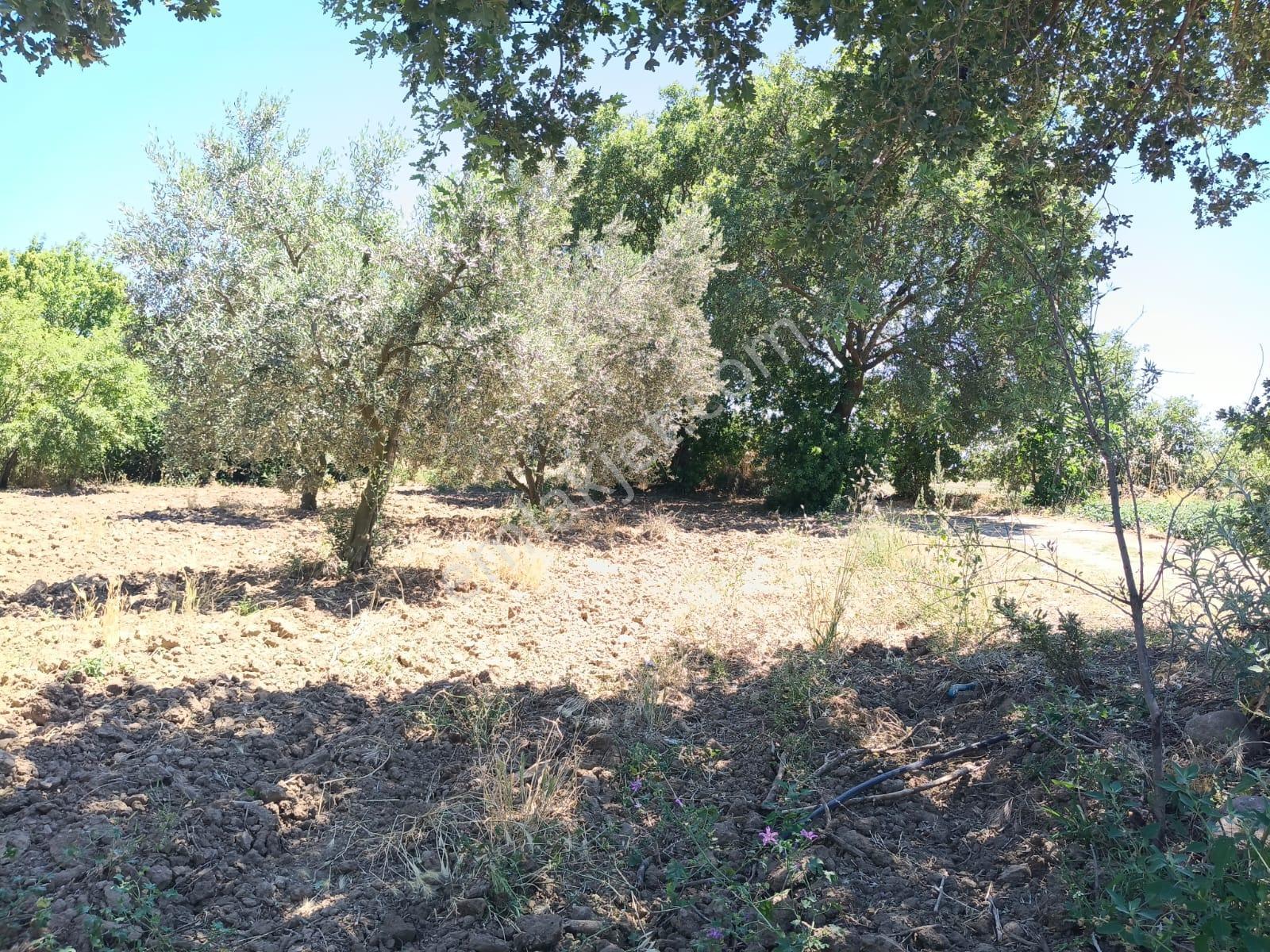 Göçbeyli'de Yola Cepheli 1200 M2 Hobi Bahçesi - Görsel 11