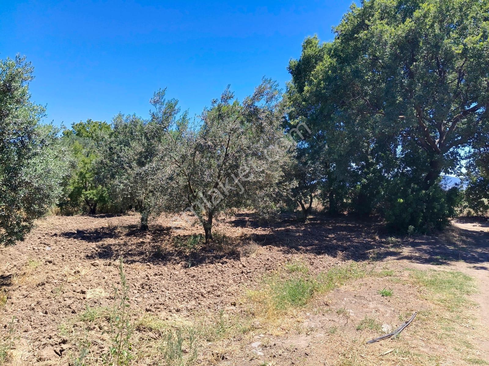Göçbeyli'de Yola Cepheli 1200 M2 Hobi Bahçesi - Görsel 14