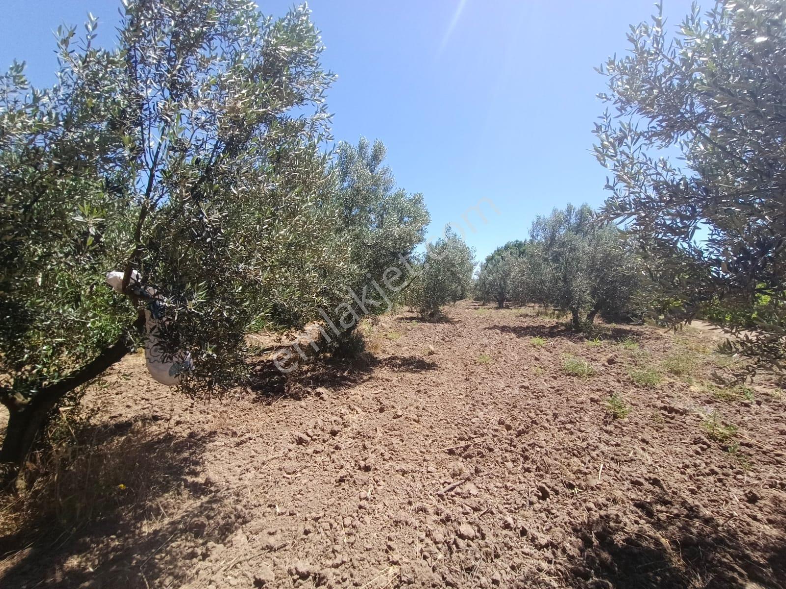 Göçbeyli'de Yola Cepheli 1200 M2 Hobi Bahçesi - Görsel 7