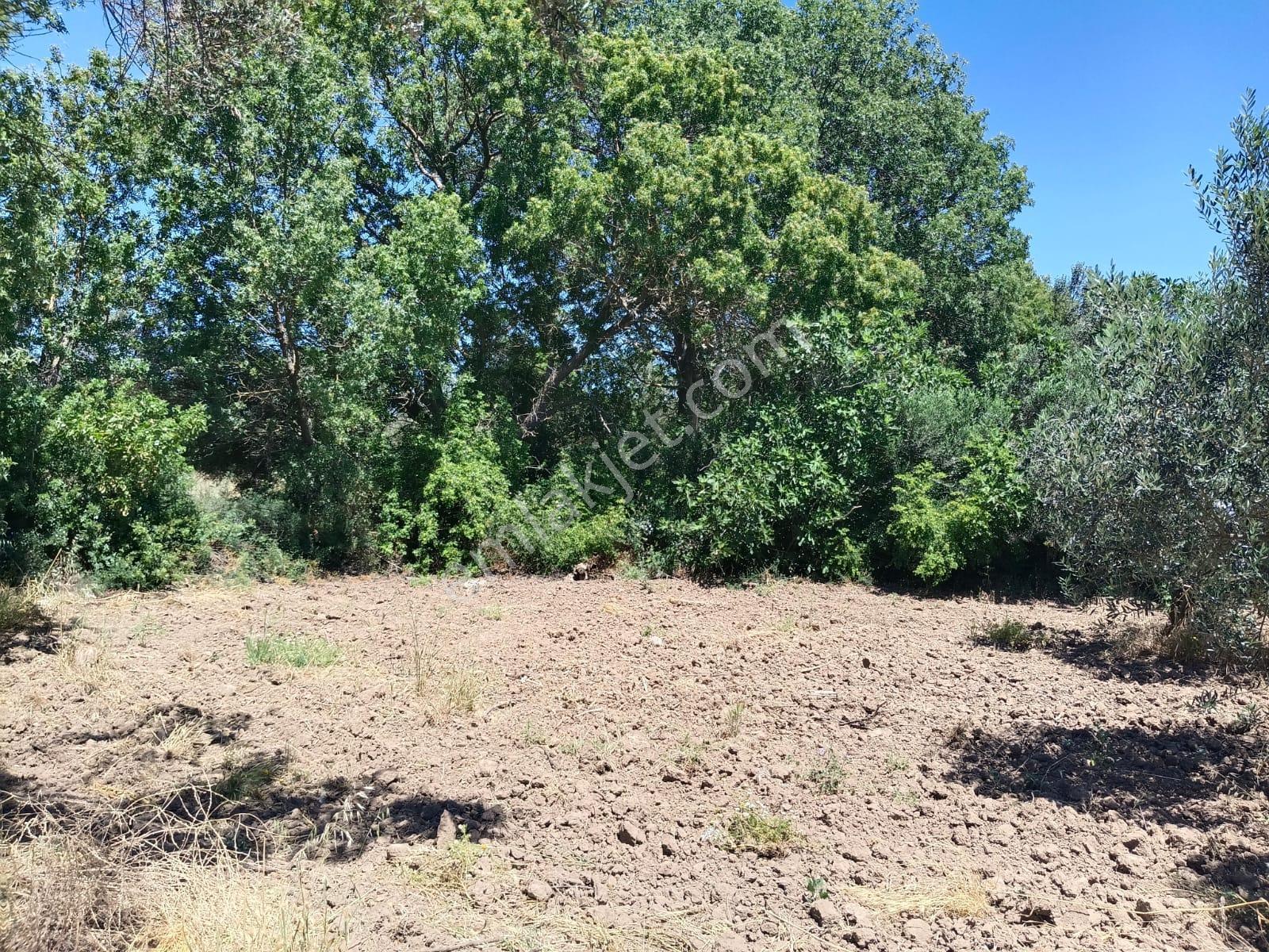 Göçbeyli'de Yola Cepheli 1200 M2 Hobi Bahçesi - Görsel 10