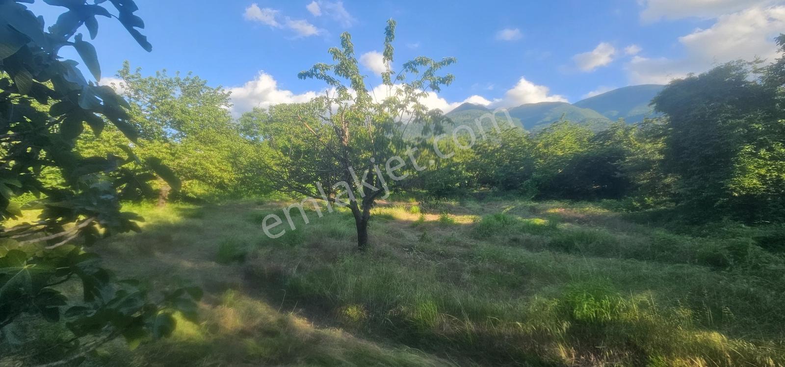 Bursa Yıldırım Cumalıkızıkta Satılık 1.481m2 Bahçe... - Görsel 16