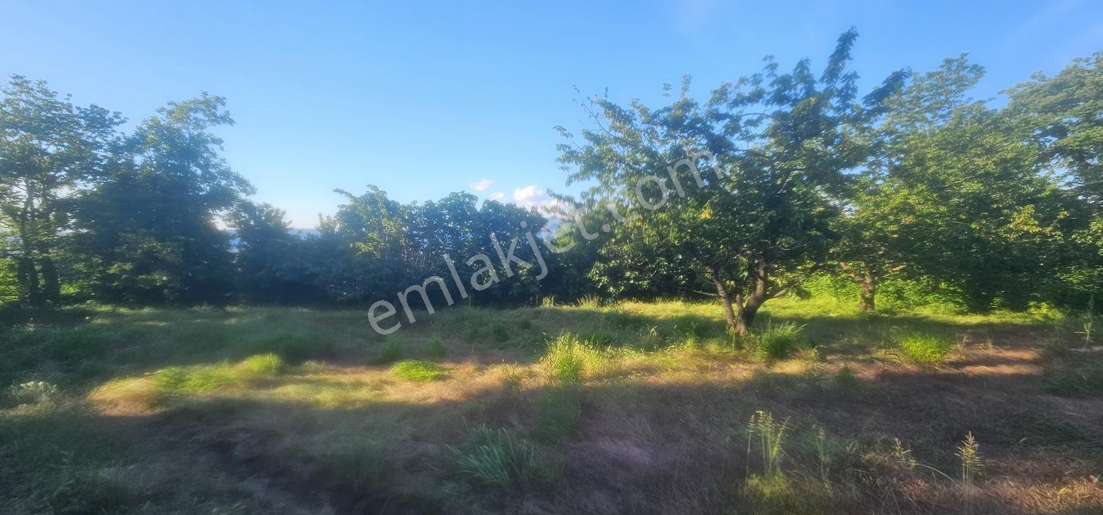 Bursa Yıldırım Cumalıkızıkta Satılık 1.481m2 Bahçe... - Görsel 12