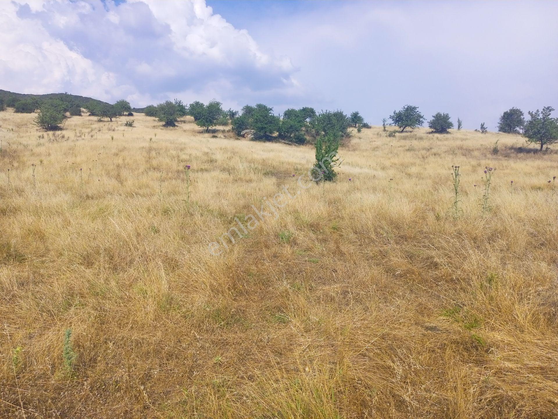 Tire Derebaşında Tek Tapu Müstakil Parsel 3761m2 Arazimiz Satılıktır. - Görsel 8
