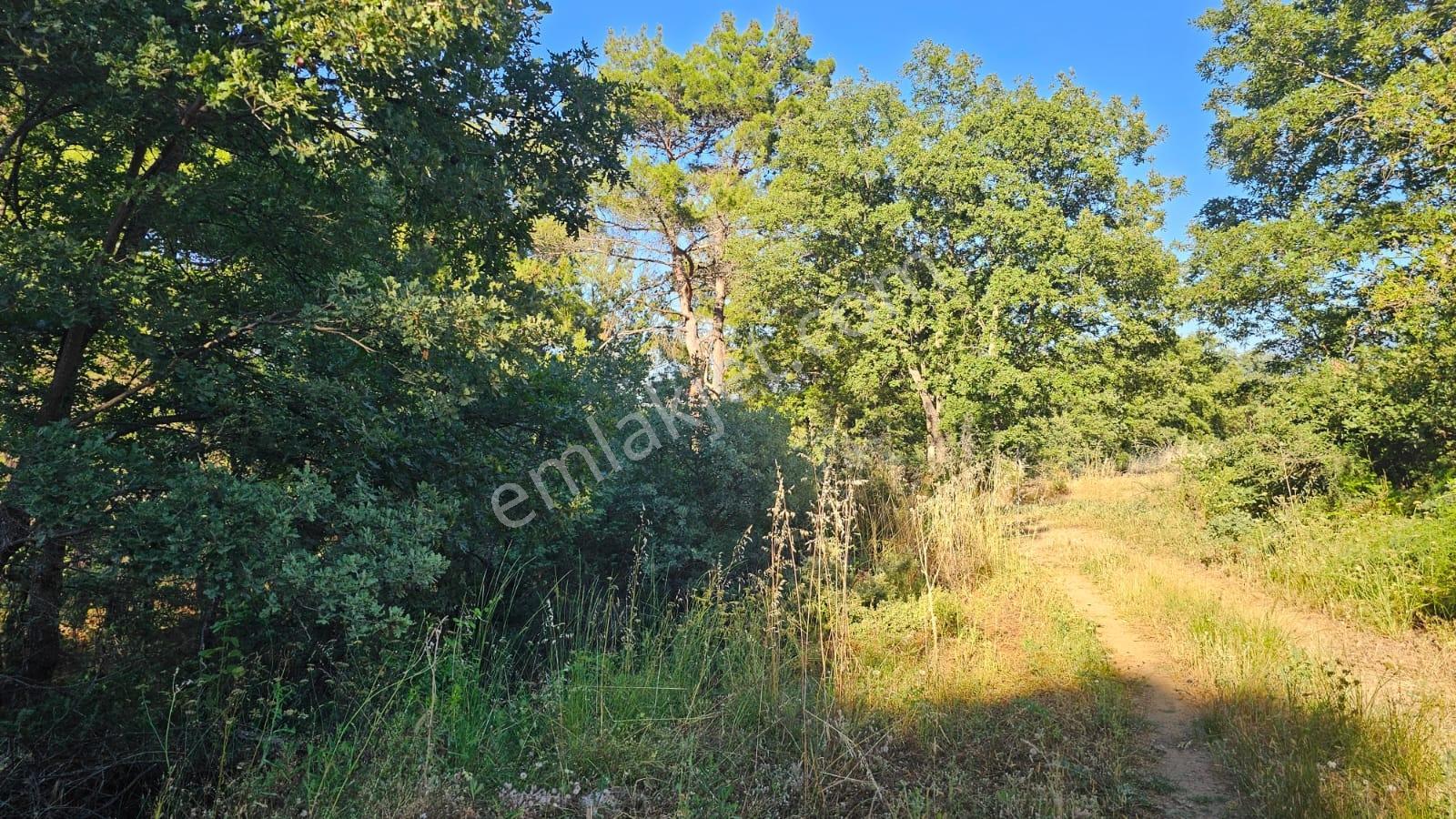 Çanakkale,bayramiç,üzümlü Köyünde Satılık Tarla - Görsel 2