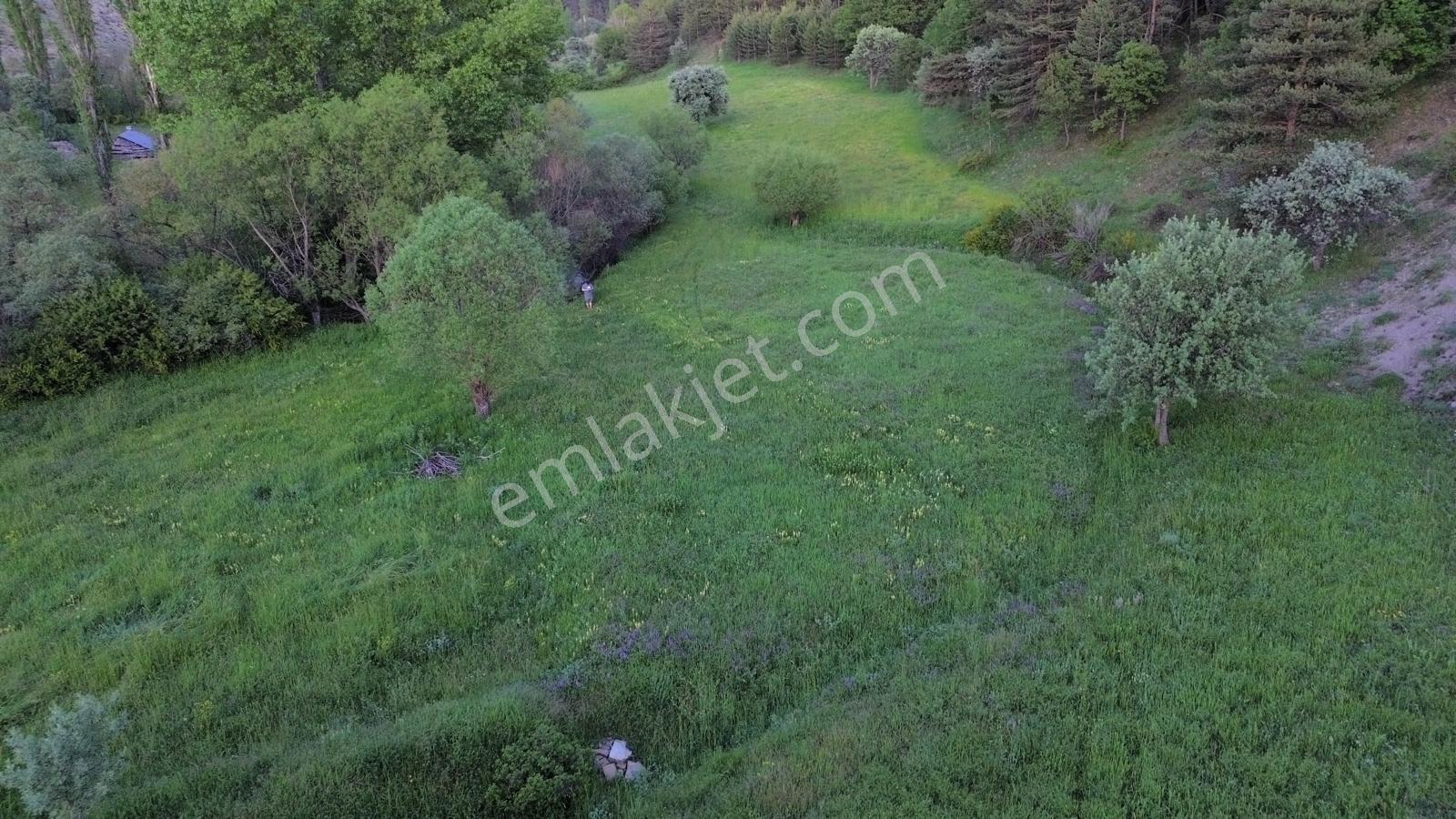 Giresun Alucra Çamlıyayla'da Satılık Tarla - Görsel 3
