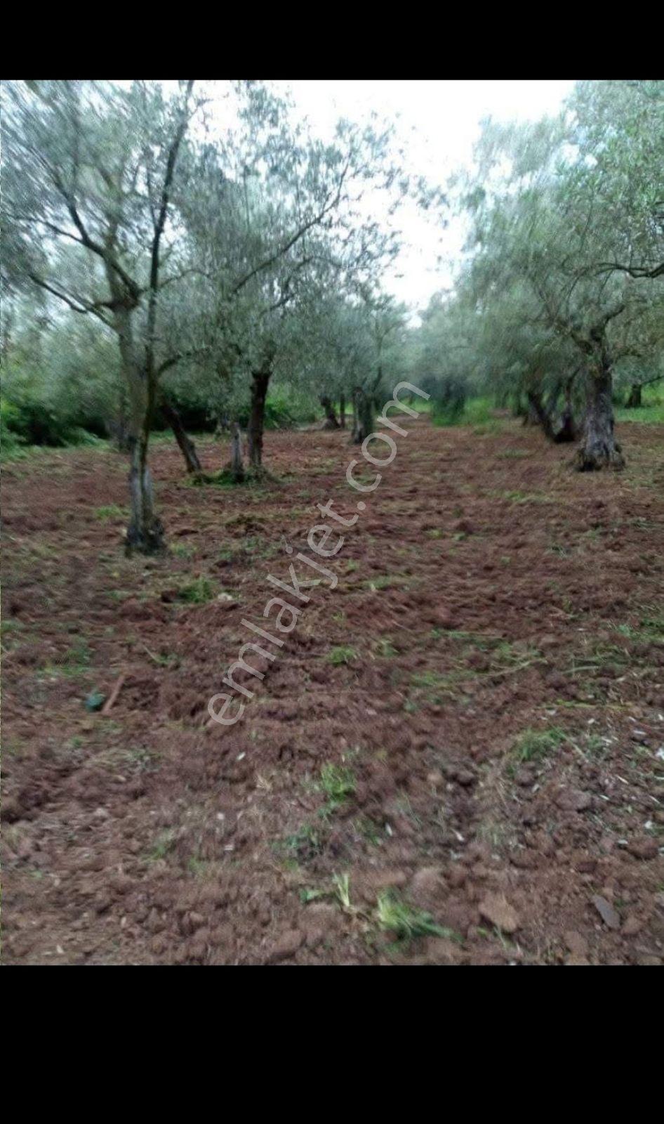 Gençbayraktar'dan İznik Gölüne 300 Metre Mesafede Zeytinlik
