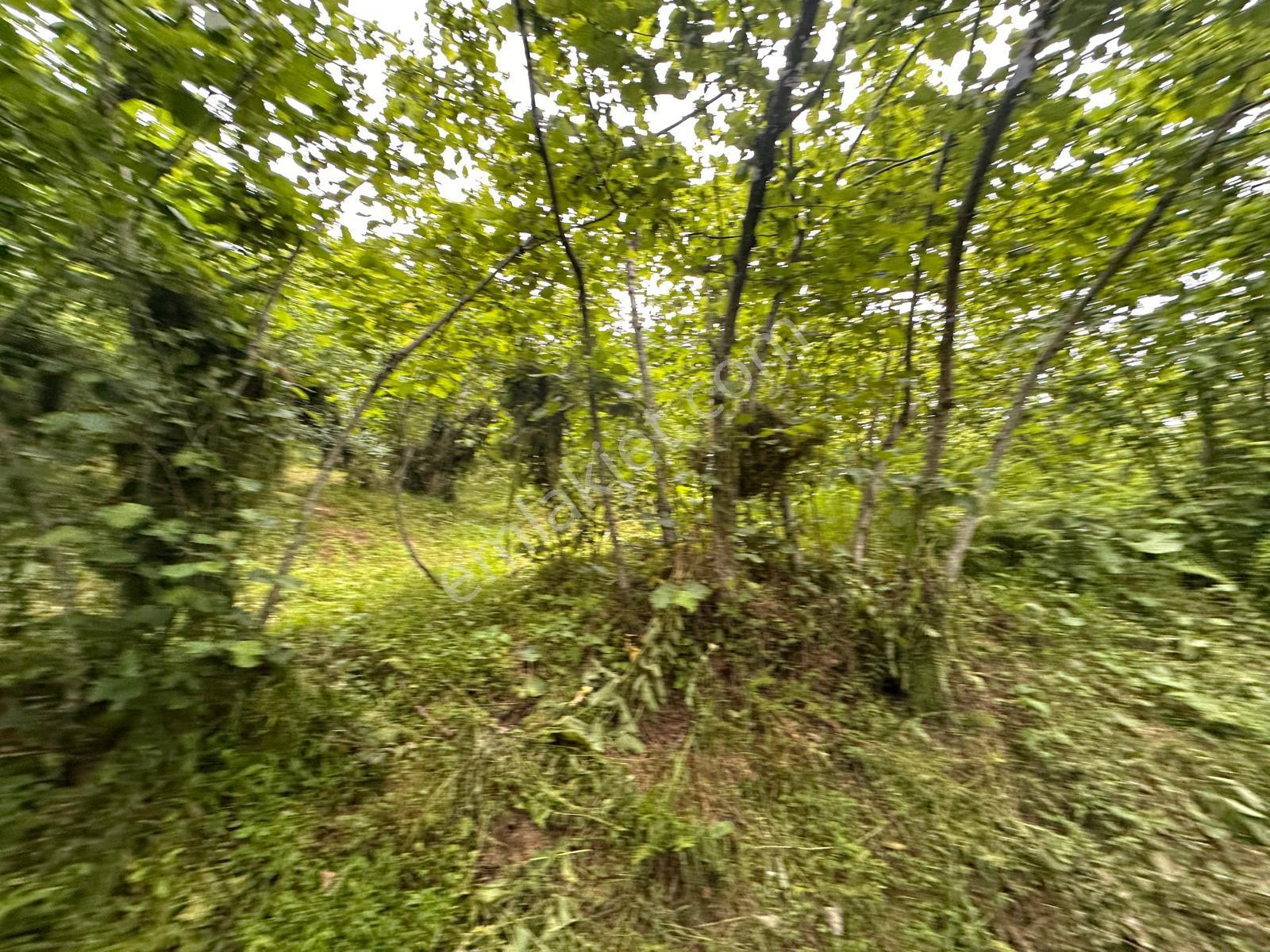 Giresun Yağlıdere Kızılelma'da Satılık Fındık Bahçesi - Görsel 12