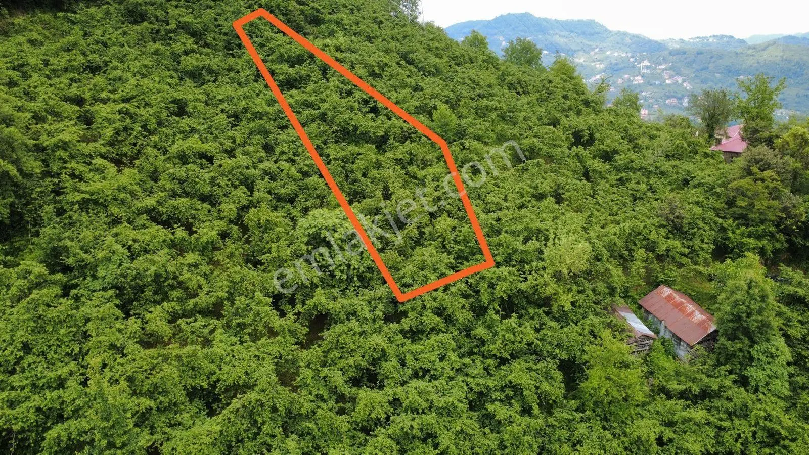 Giresun Yağlıdere Kızılelma'da Satılık Fındık Bahçesi - Görsel 9