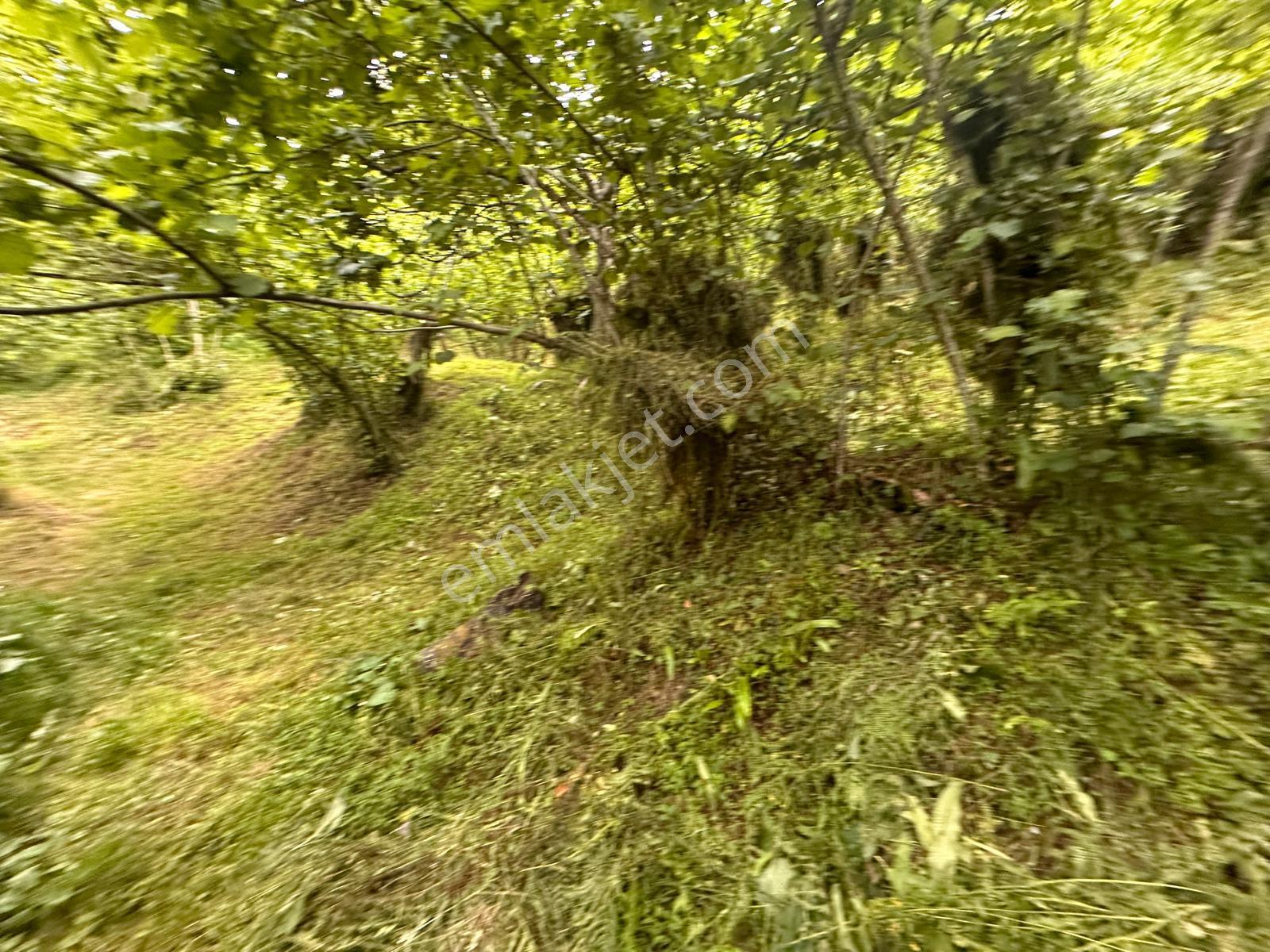 Giresun Yağlıdere Kızılelma'da Satılık Fındık Bahçesi - Görsel 3
