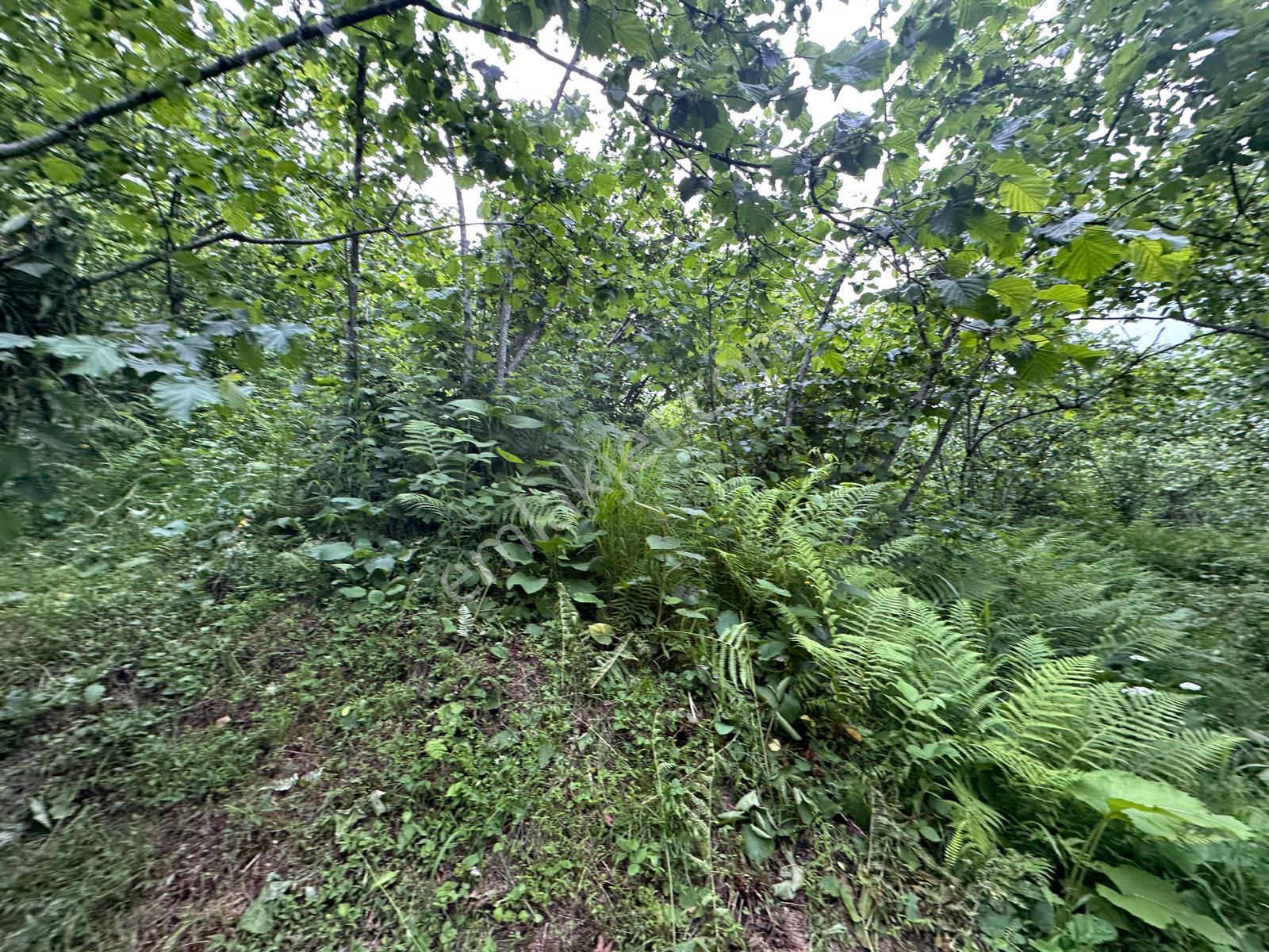 Giresun Yağlıdere Kızılelma'da Satılık Fındık Bahçesi - Görsel 5