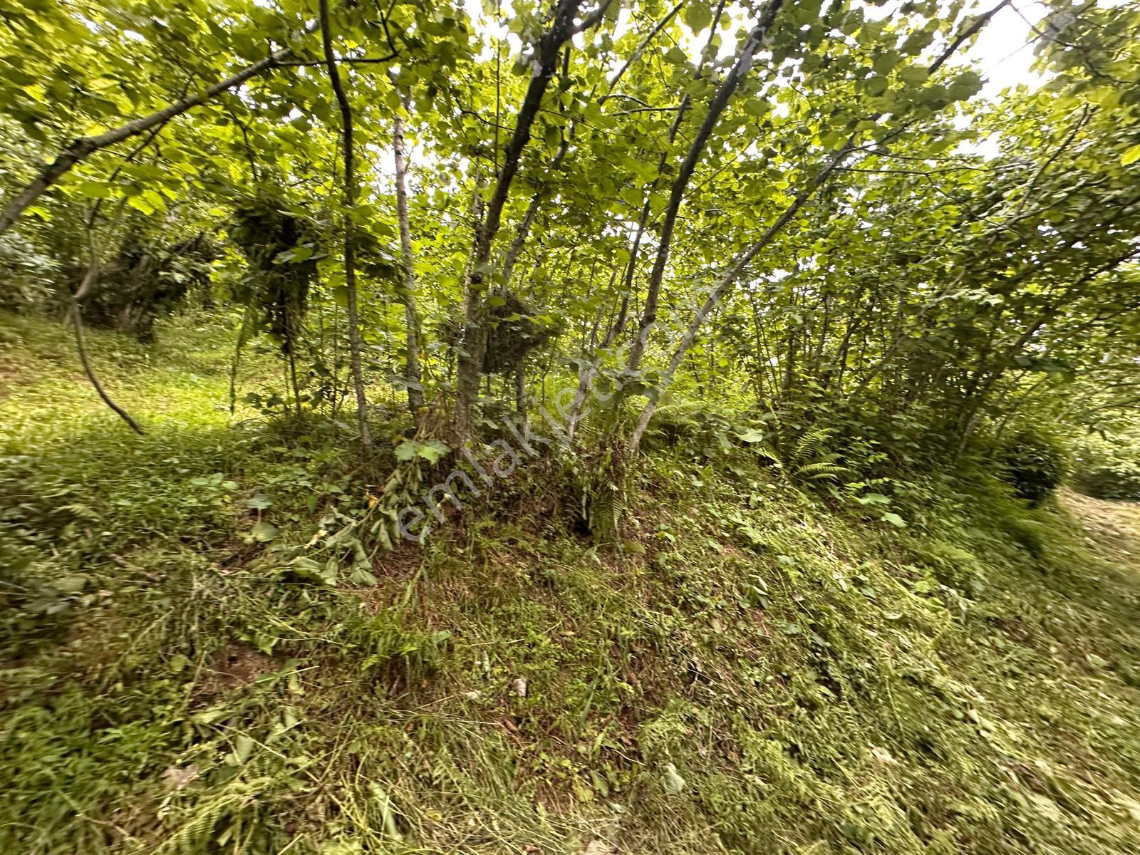 Giresun Yağlıdere Kızılelma'da Satılık Fındık Bahçesi - Görsel 20