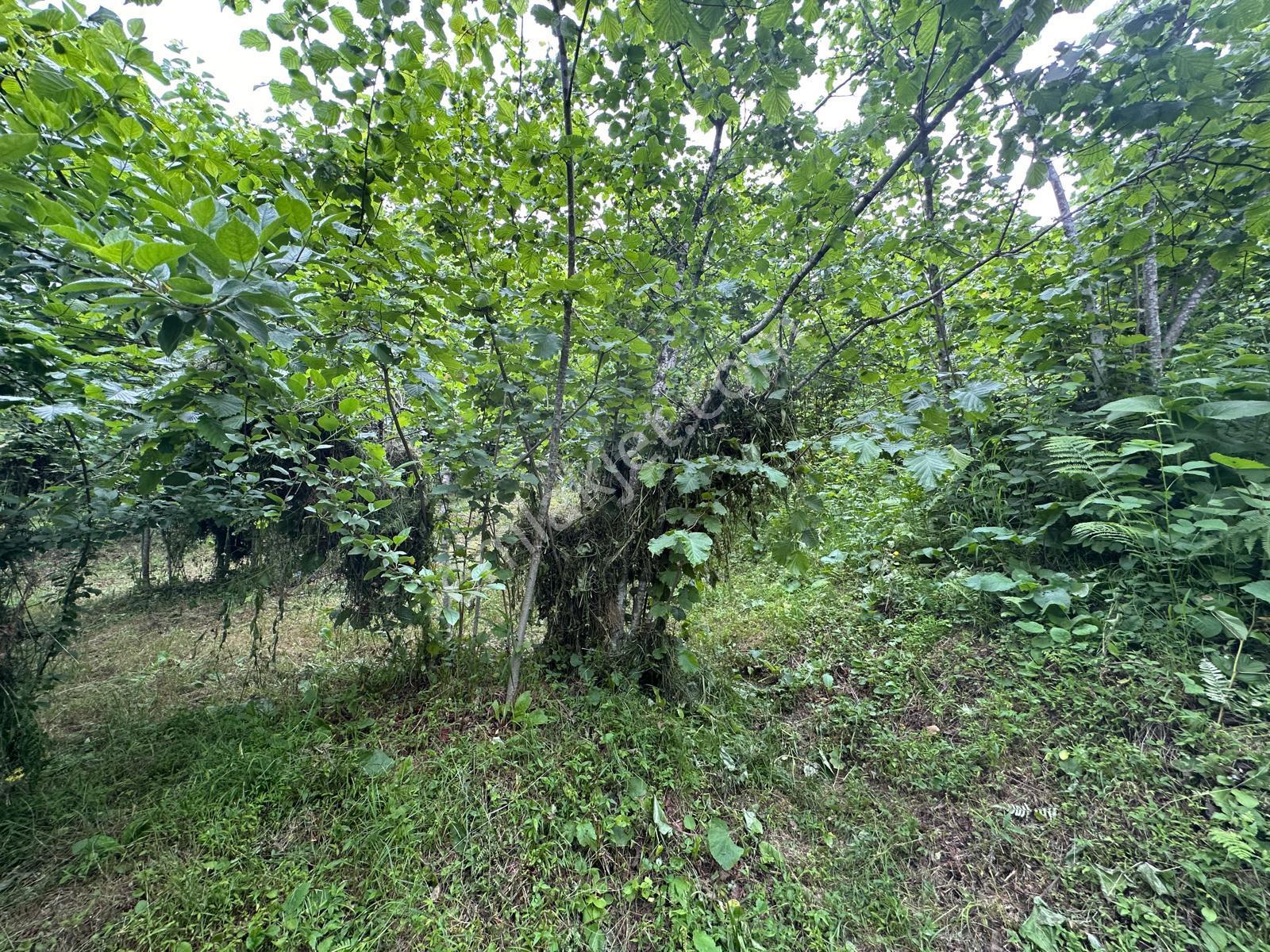 Giresun Yağlıdere Kızılelma'da Satılık Fındık Bahçesi - Görsel 10