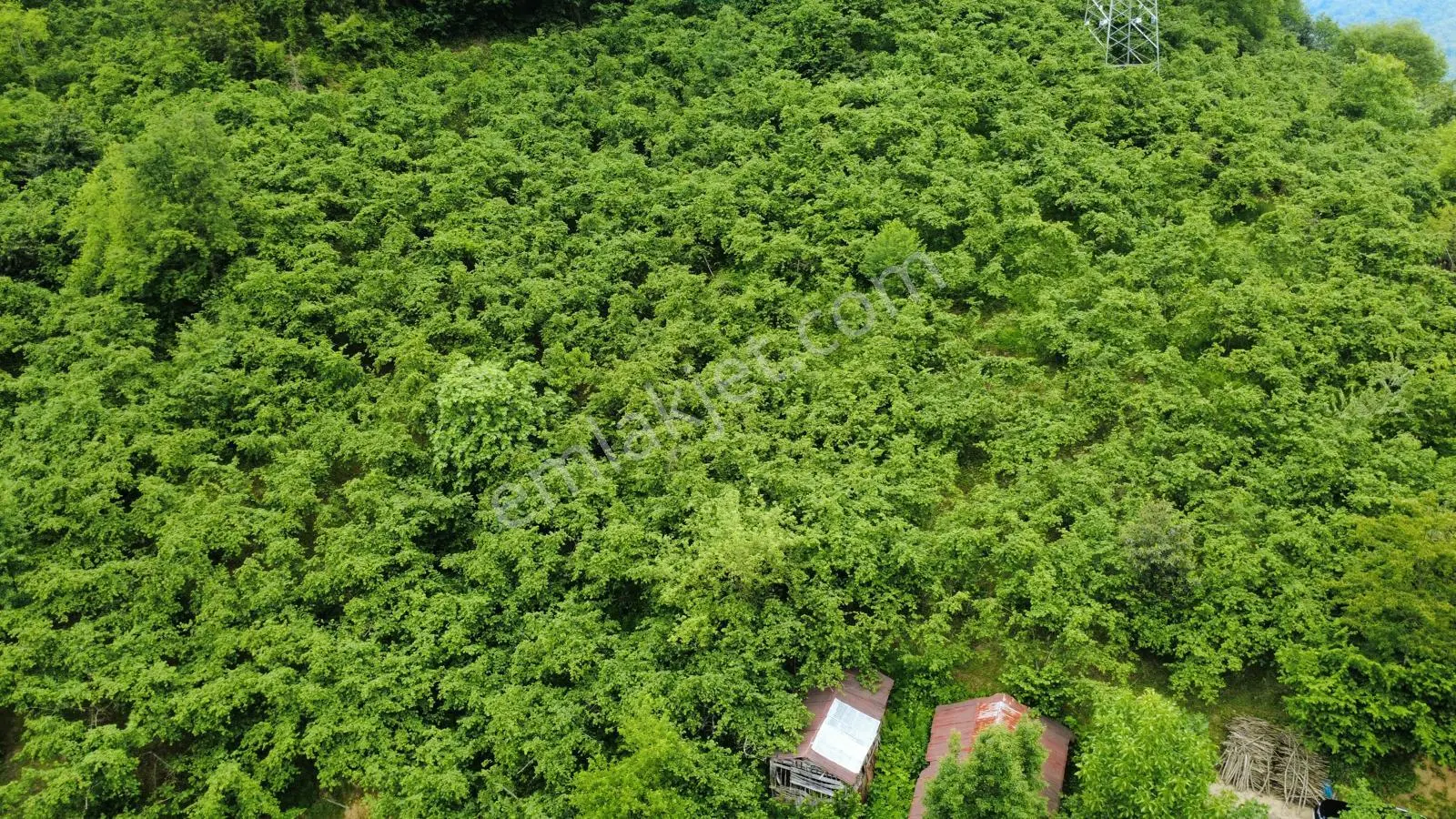 Giresun Yağlıdere Kızılelma'da Satılık Fındık Bahçesi - Görsel 7
