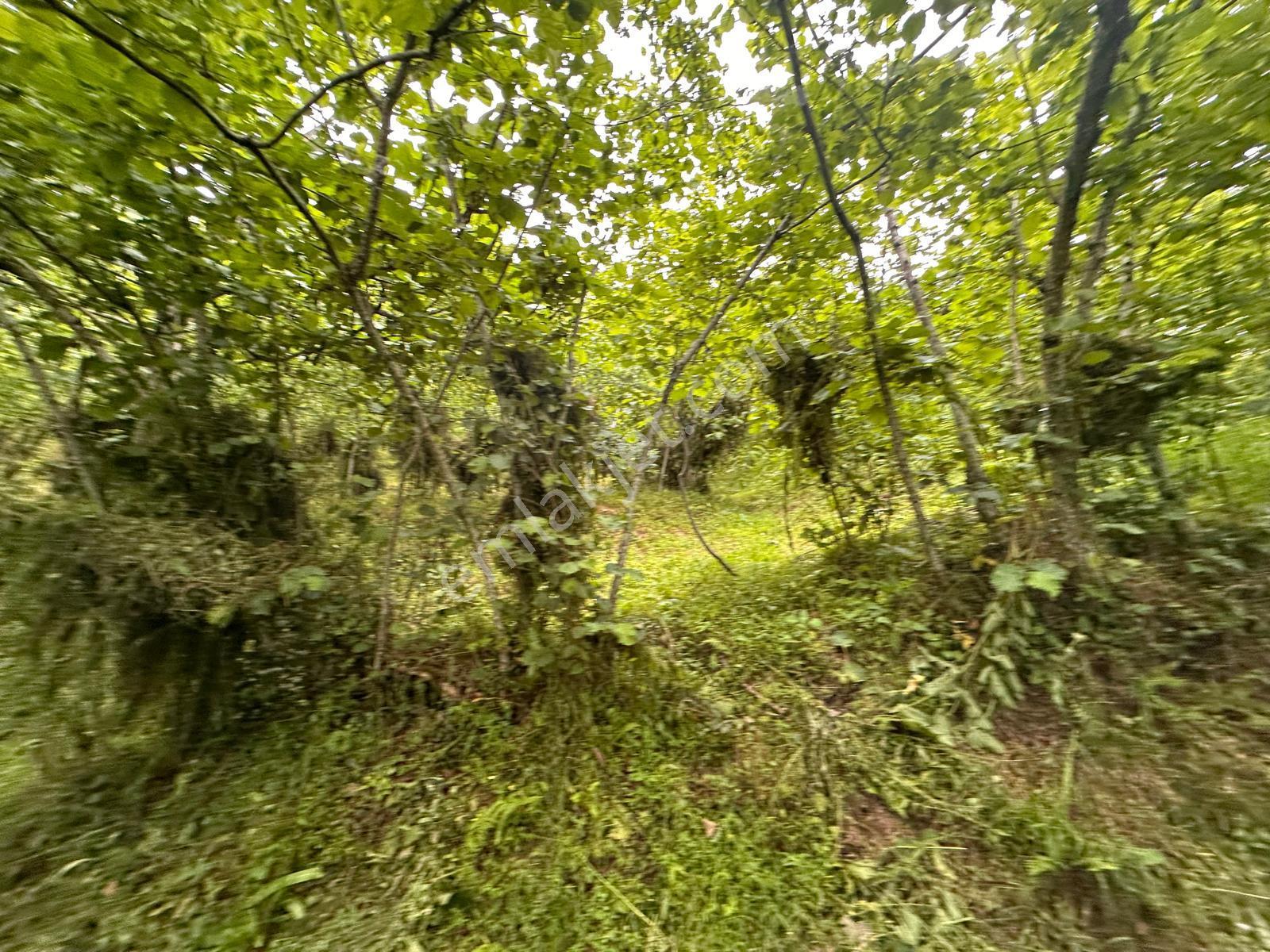 Giresun Yağlıdere Kızılelma'da Satılık Fındık Bahçesi - Görsel 17