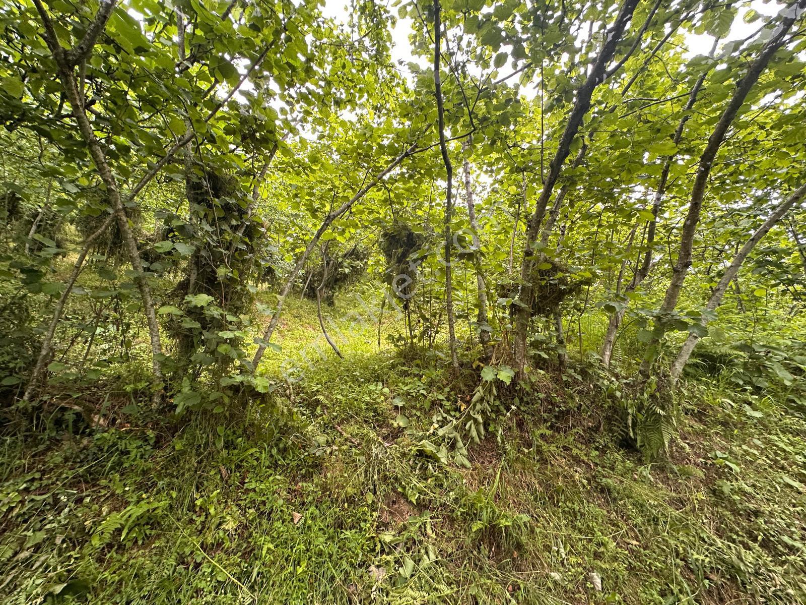 Giresun Yağlıdere Kızılelma'da Satılık Fındık Bahçesi - Görsel 15