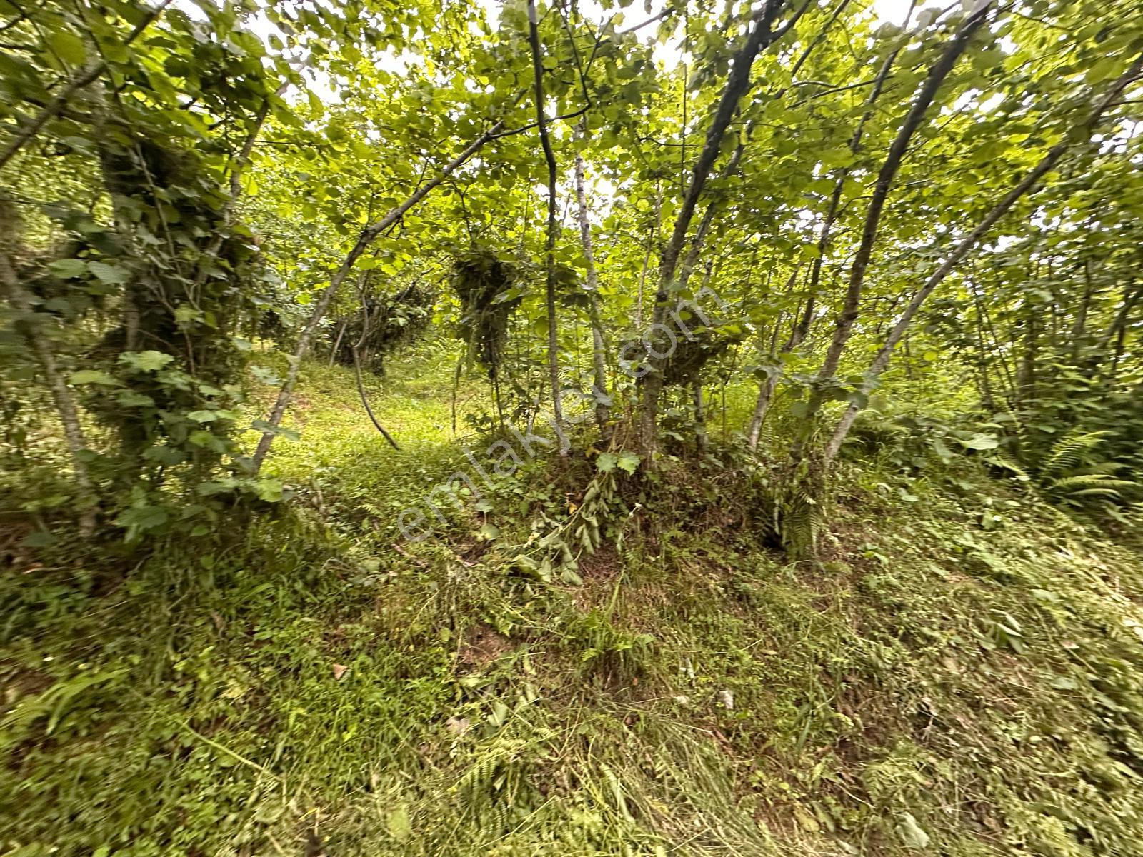 Giresun Yağlıdere Kızılelma'da Satılık Fındık Bahçesi - Görsel 4