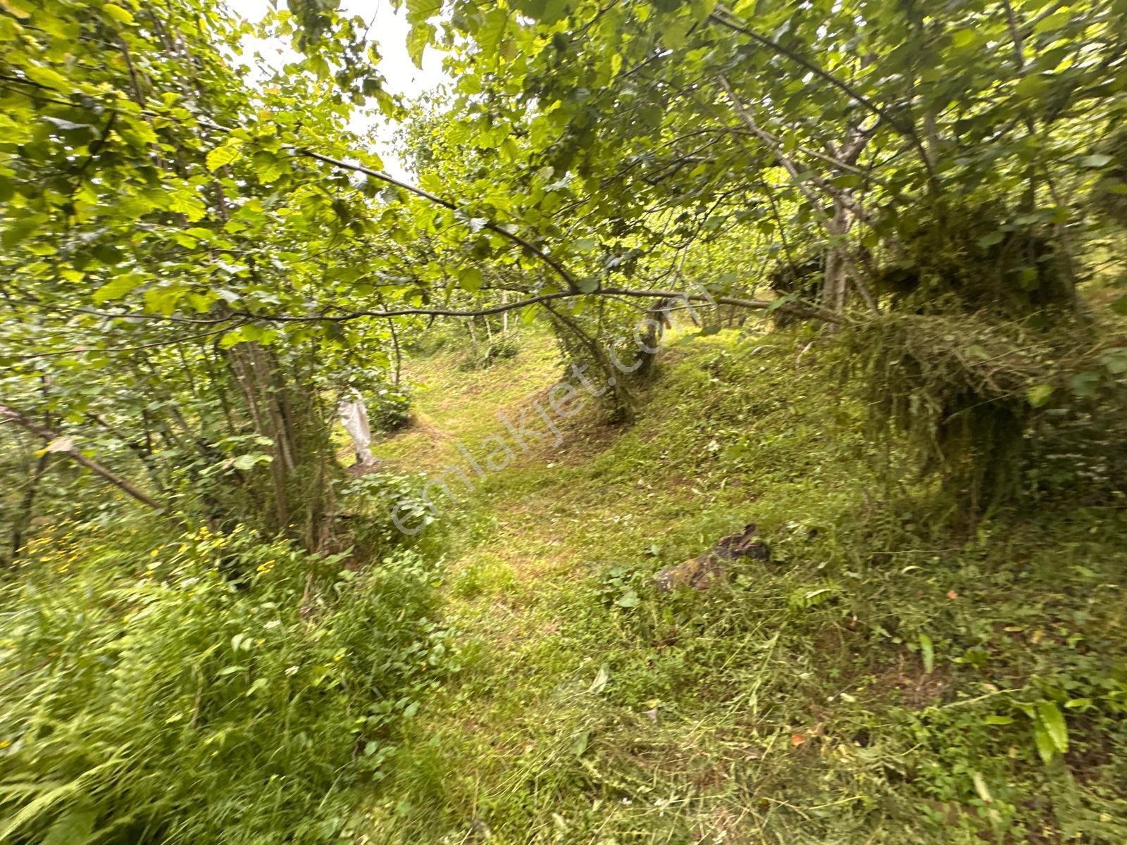 Giresun Yağlıdere Kızılelma'da Satılık Fındık Bahçesi - Görsel 16