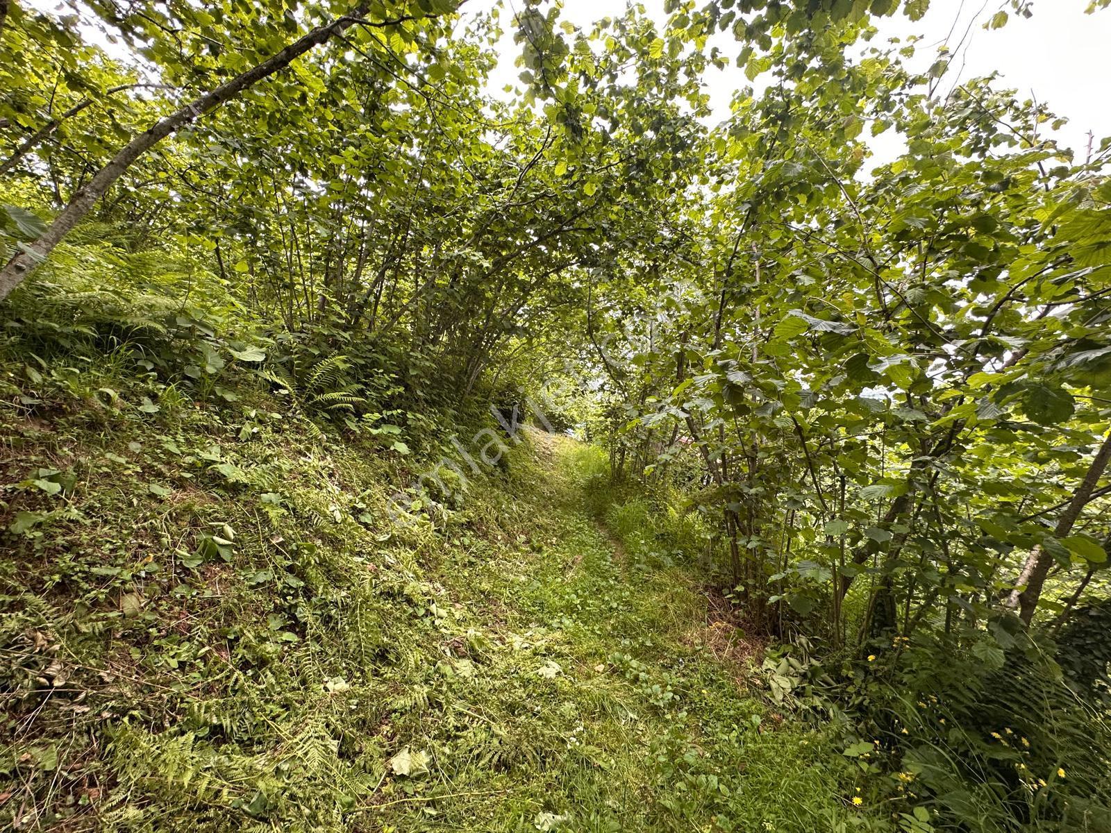 Giresun Yağlıdere Kızılelma'da Satılık Fındık Bahçesi - Görsel 14