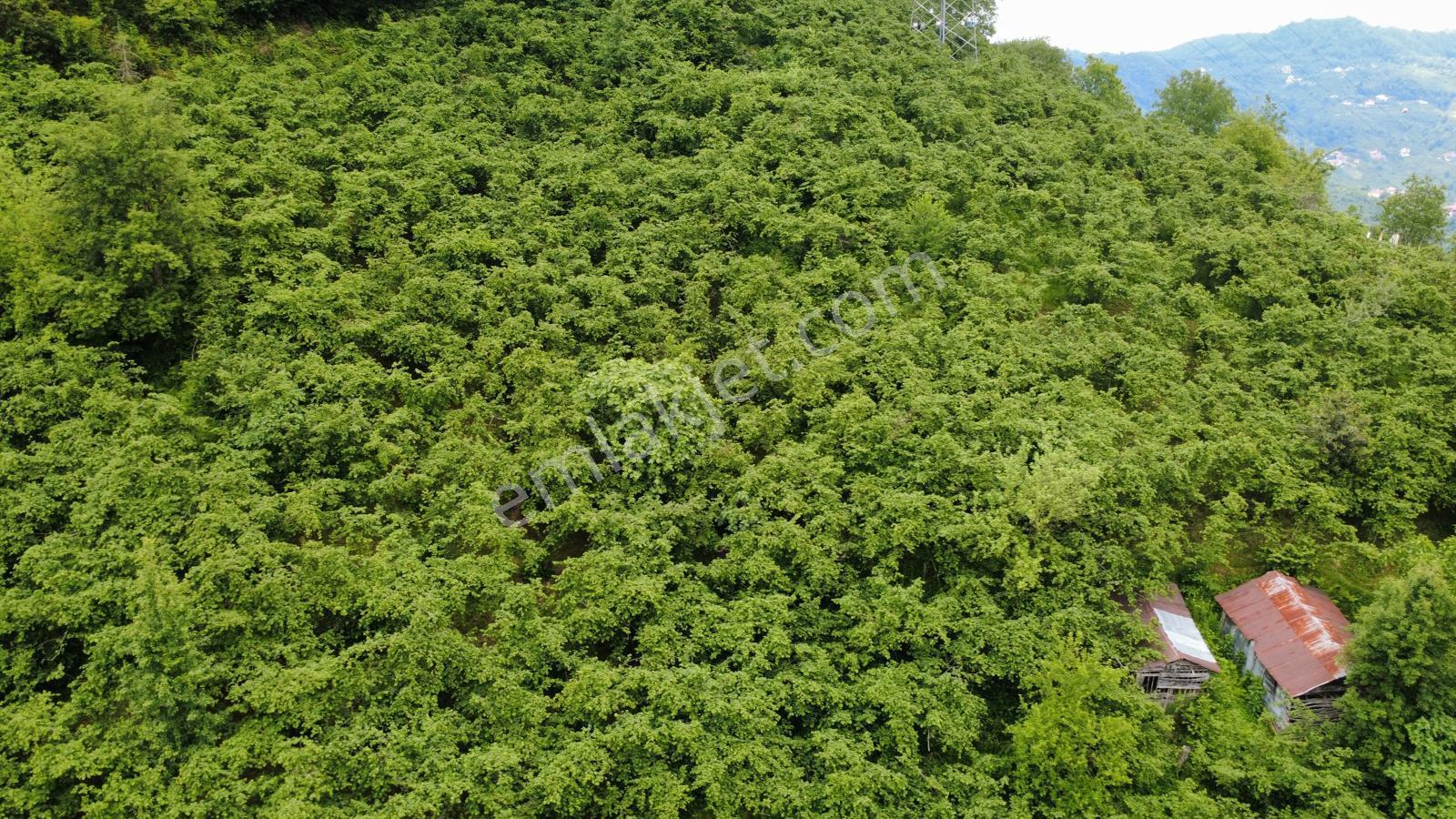 Giresun Yağlıdere Kızılelma'da Satılık Fındık Bahçesi - Görsel 21