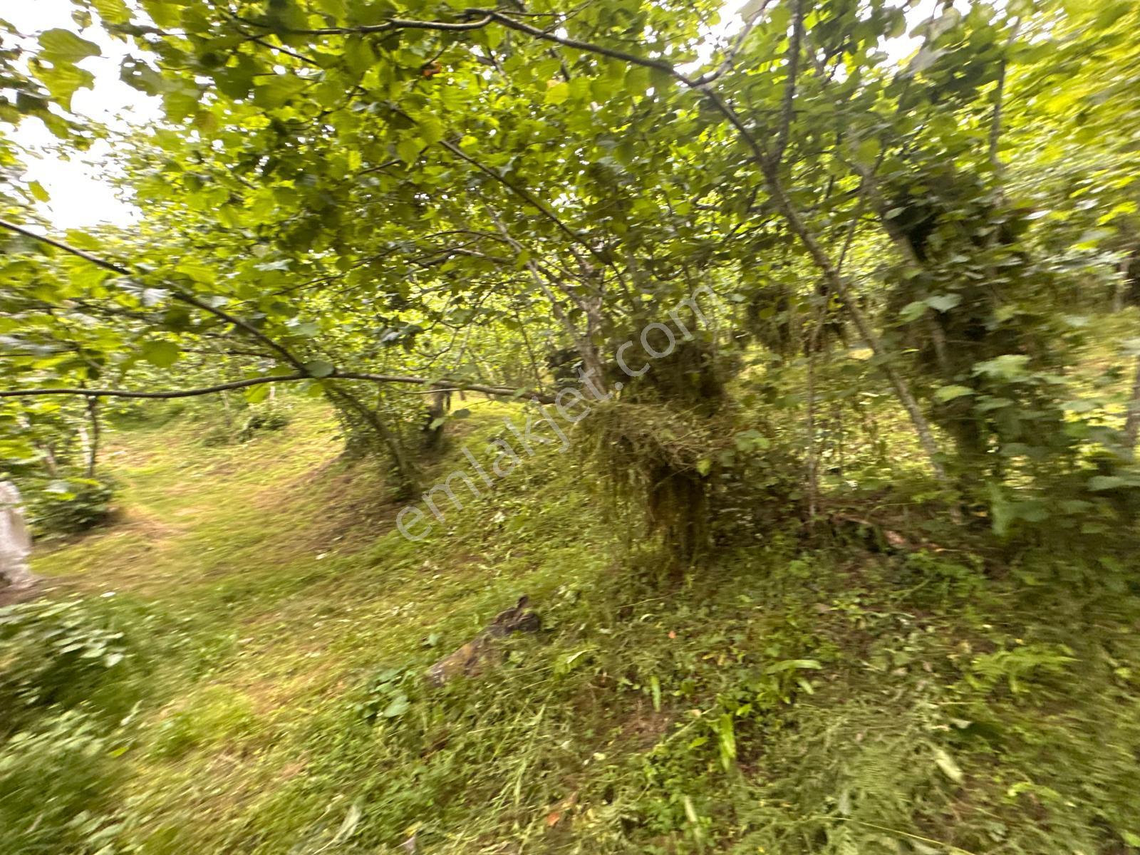Giresun Yağlıdere Kızılelma'da Satılık Fındık Bahçesi - Görsel 6