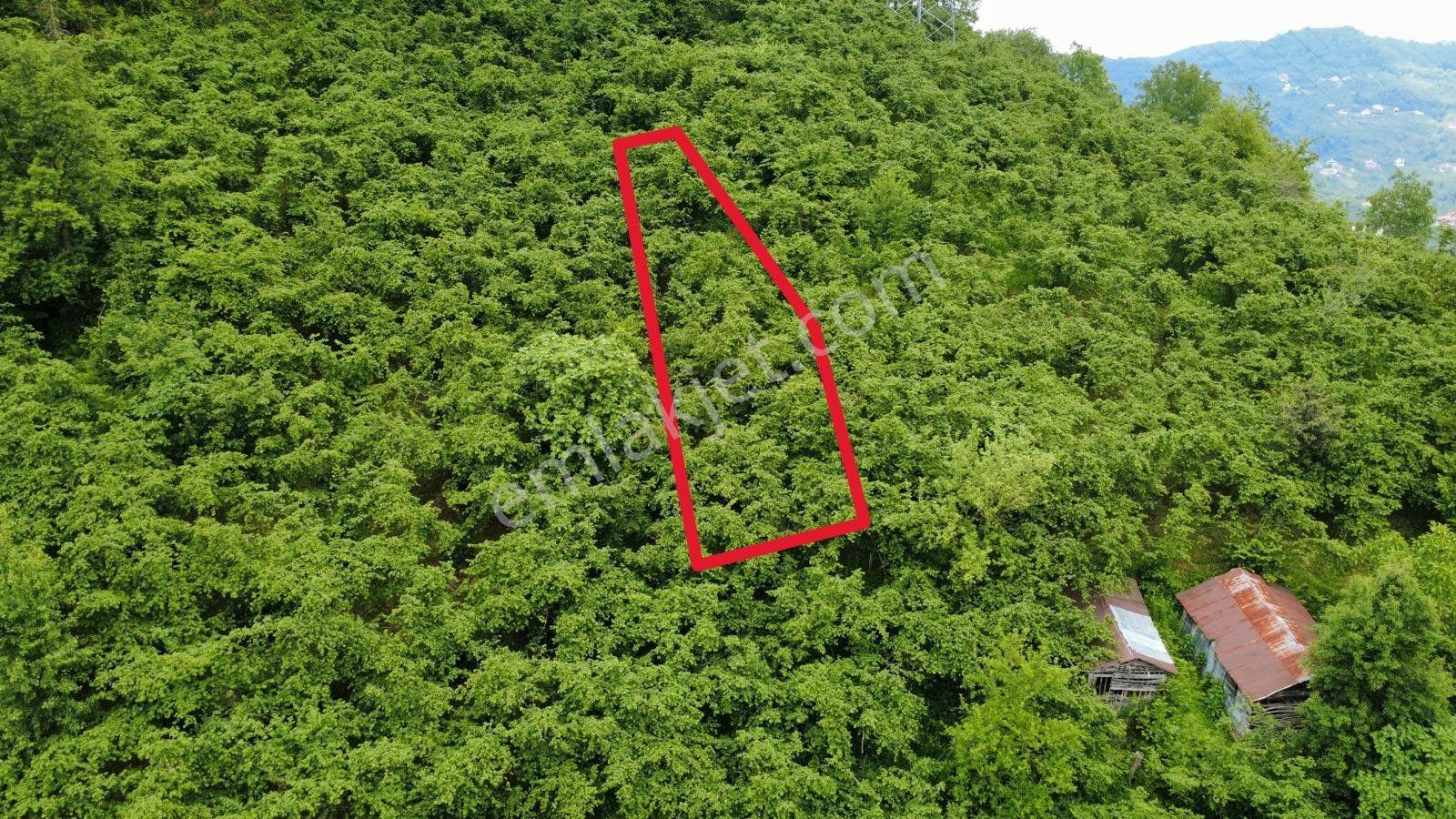 Giresun Yağlıdere Kızılelma'da Satılık Fındık Bahçesi - Görsel 2