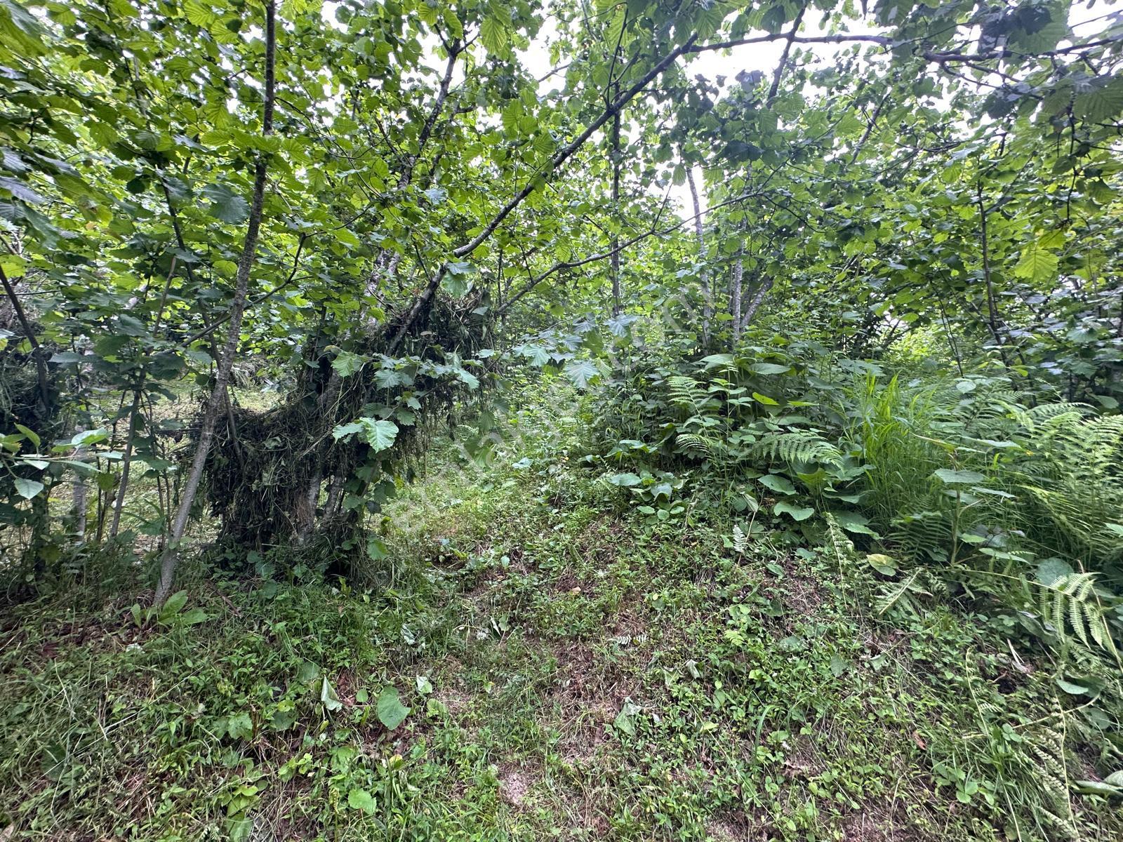 Giresun Yağlıdere Kızılelma'da Satılık Fındık Bahçesi - Görsel 13
