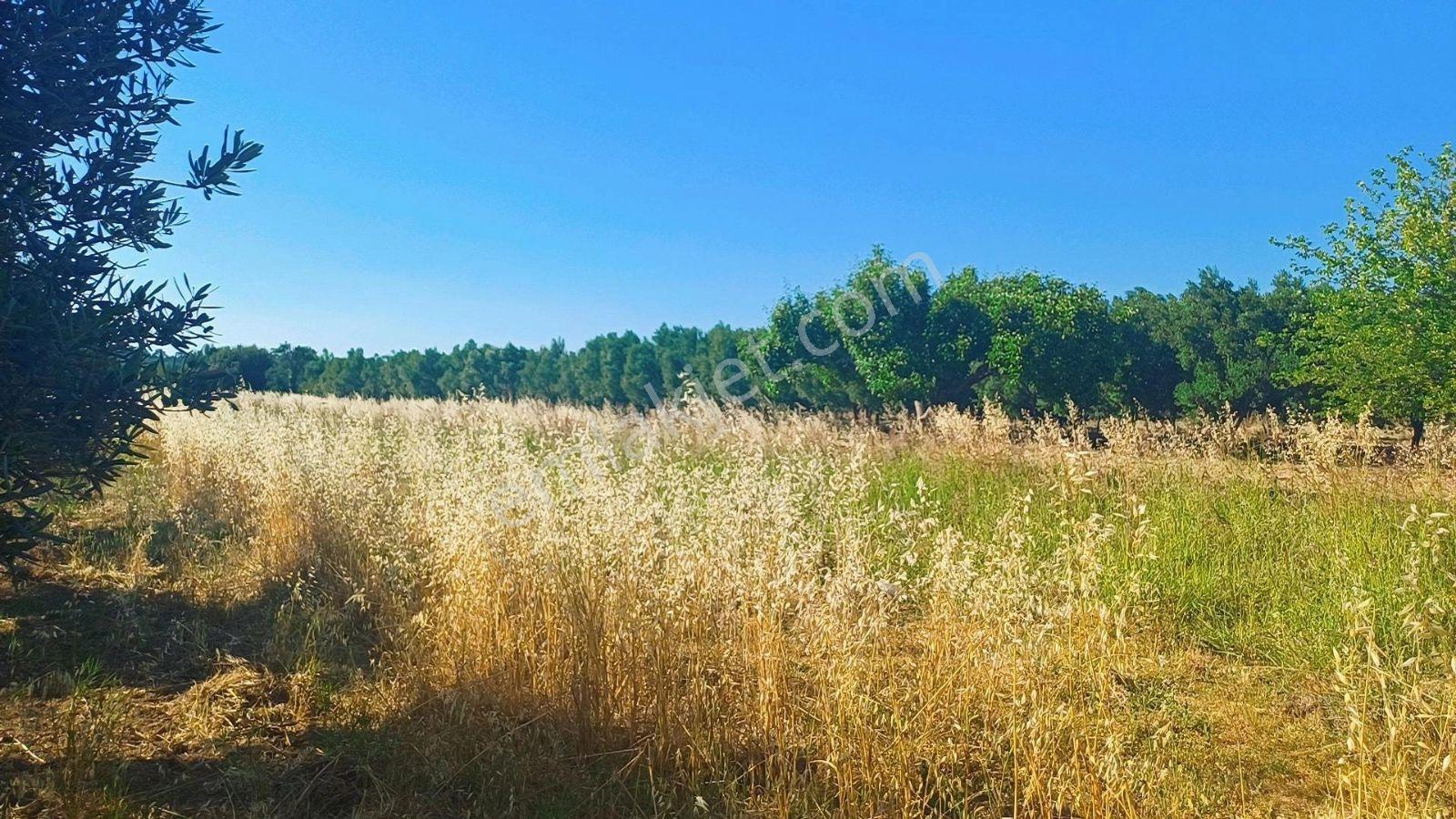 Yenişakran Merkezde 2000 M² İmar Dibi Yatırım Fırsatı - Görsel 11