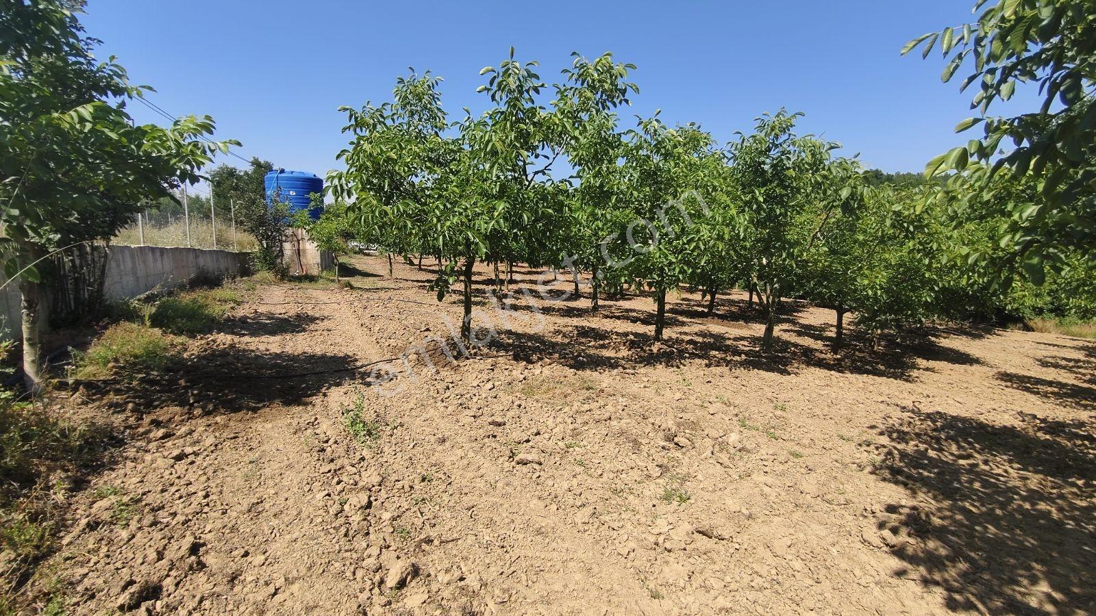 Tarcanlar'dan Satılık Yalova İlyasköy Hazır Ev Ve Yetişkin Bahce - Görsel 26