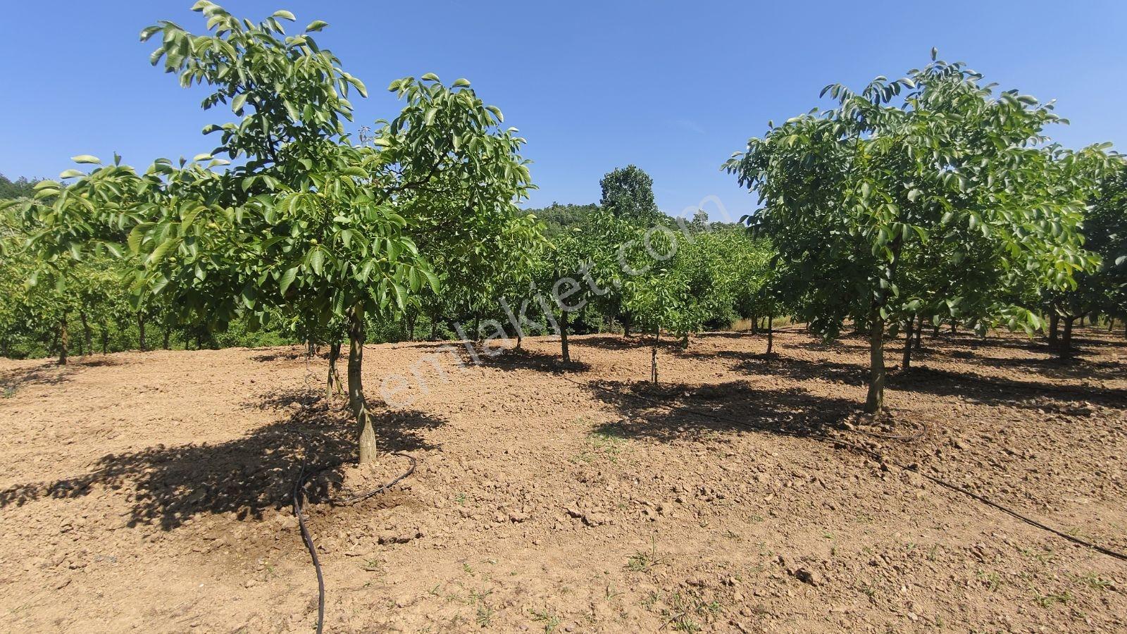 Tarcanlar'dan Satılık Yalova İlyasköy Hazır Ev Ve Yetişkin Bahce - Görsel 34