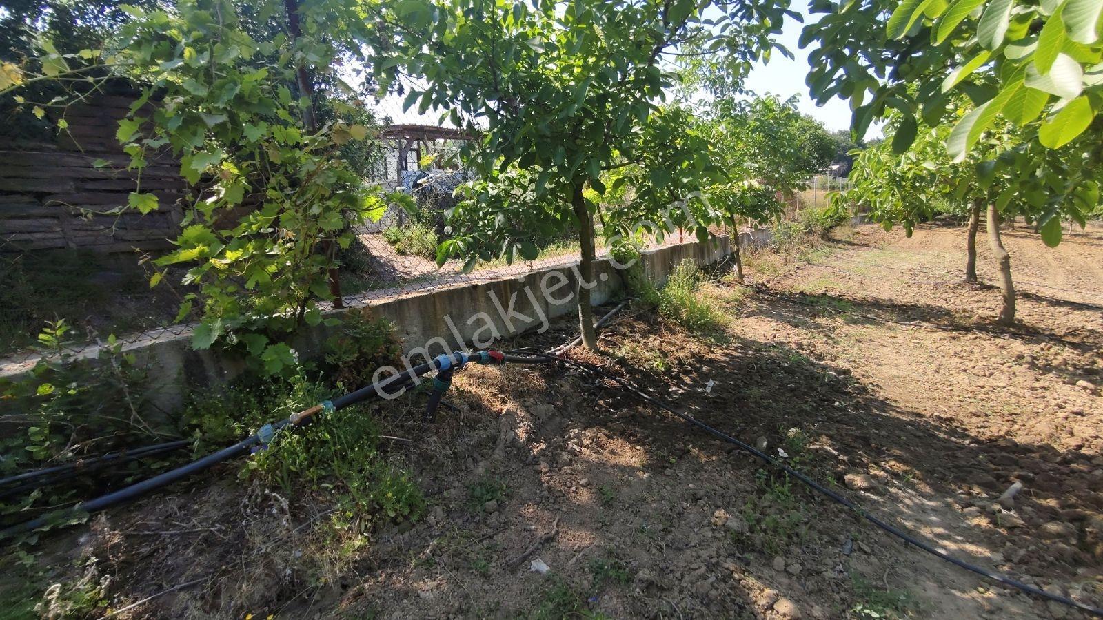 Tarcanlar'dan Satılık Yalova İlyasköy Hazır Ev Ve Yetişkin Bahce - Görsel 18