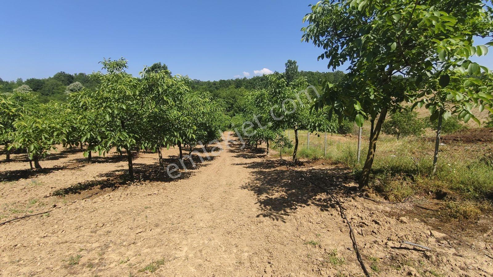 Tarcanlar'dan Satılık Yalova İlyasköy Hazır Ev Ve Yetişkin Bahce - Görsel 31