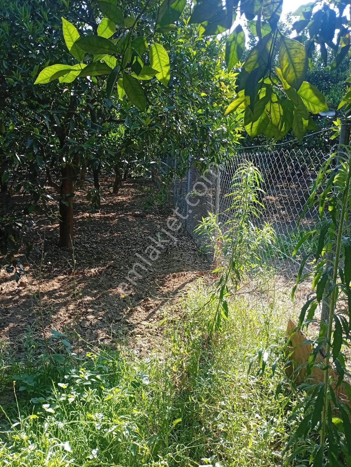 Hamitköyde 2500 M2 Narenciye Bahçesi - Görsel 7