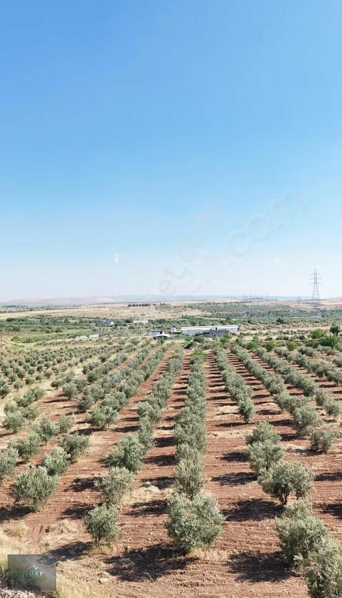 Roxy Group'tan Kürüm'de Asfalta 70 M² Cepheli Satılık Arazi ! ! - Görsel 3