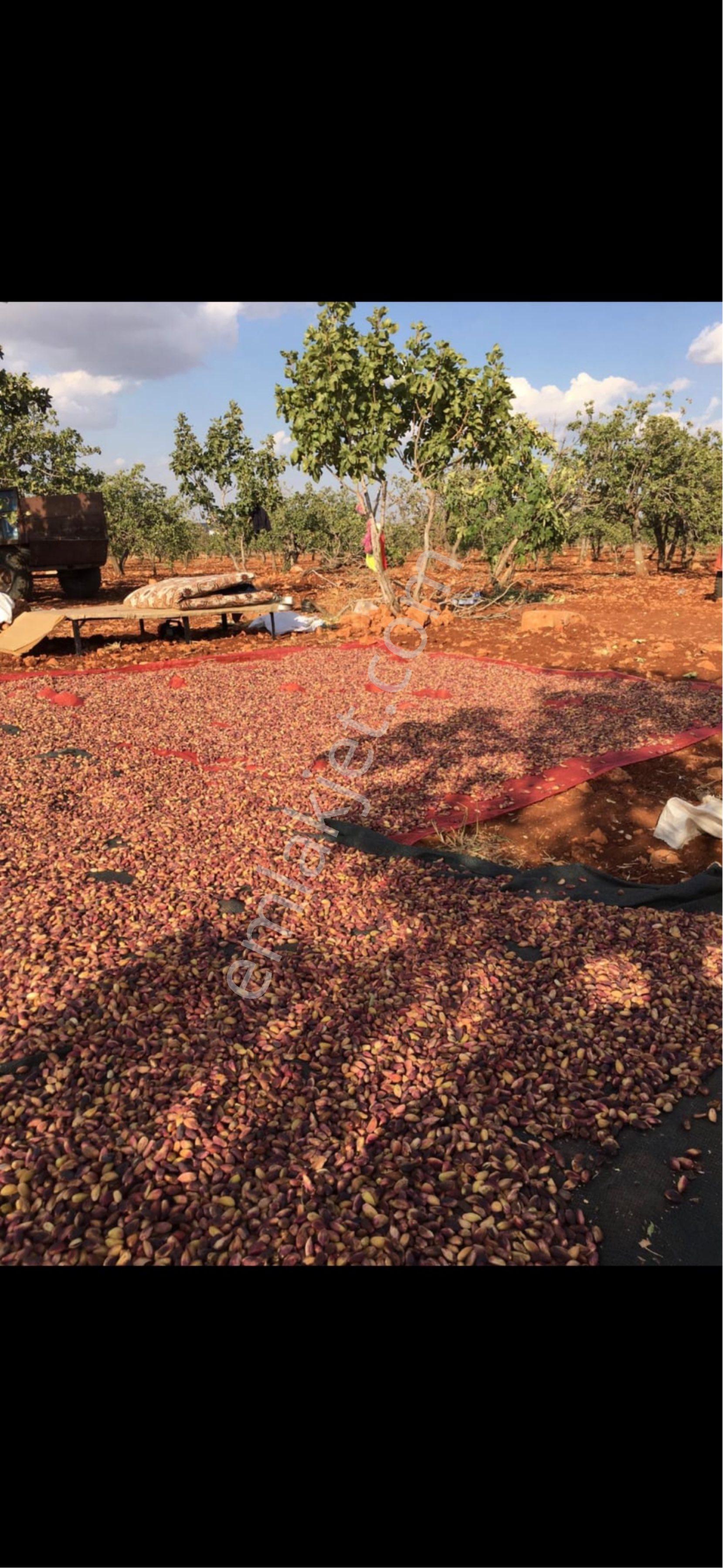 Sahibinden Satılık 34300m2 Ve 11500m2 Yavuzeli Sarılar Köyünde Fıstıklık - Görsel 5
