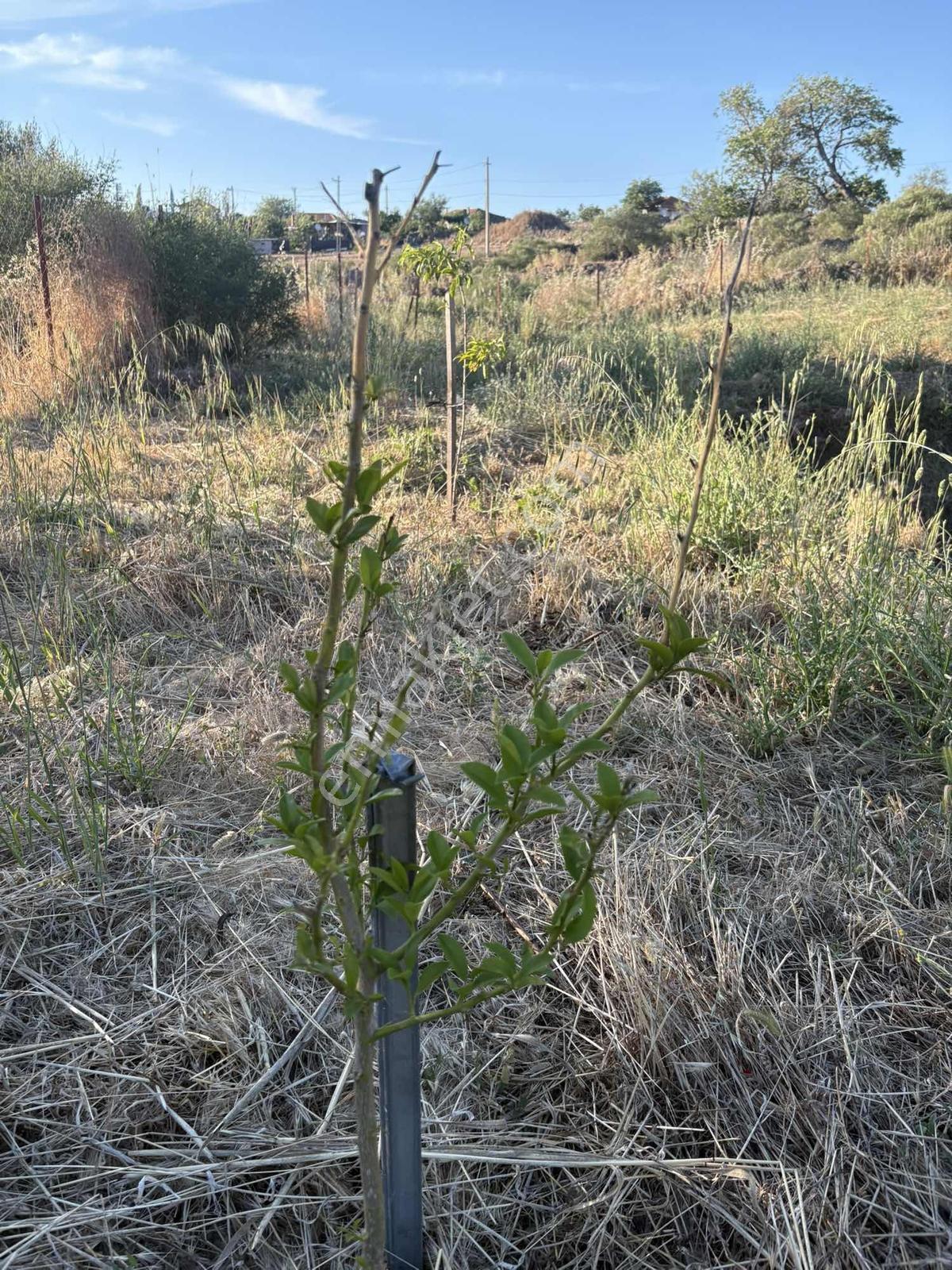 Bergama Avundukta 1066m2 Yatırımlık Müstakil Bahçe - Görsel 8