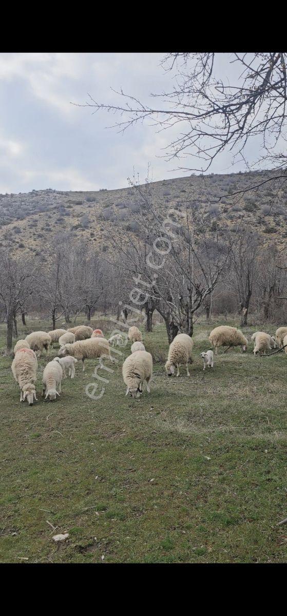 Metin Gönülalan'dan Meram Dere De Doğa İle İç İçe Bahçe - Görsel 8