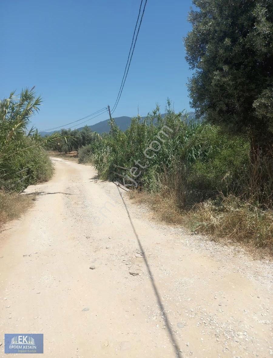 Torbalı Çakirbeyli De Satılık Zeytinlik - Görsel 5