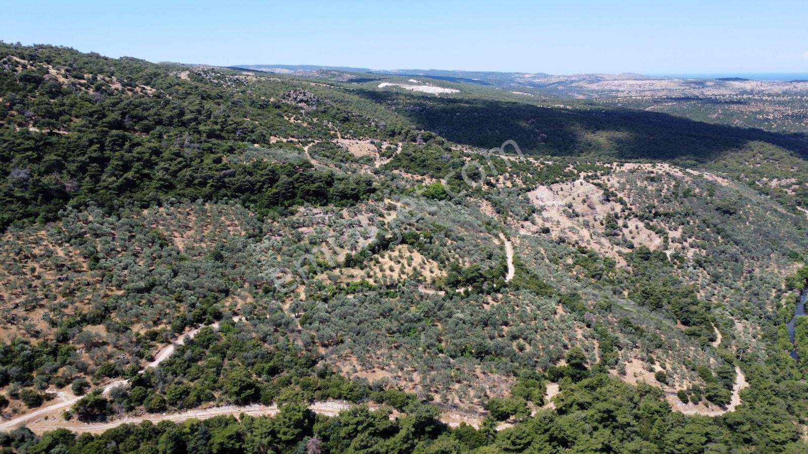 Çanakkale Ayvacık Korubaşı Köyün'nde Satılık Zeytinlik - Görsel 19
