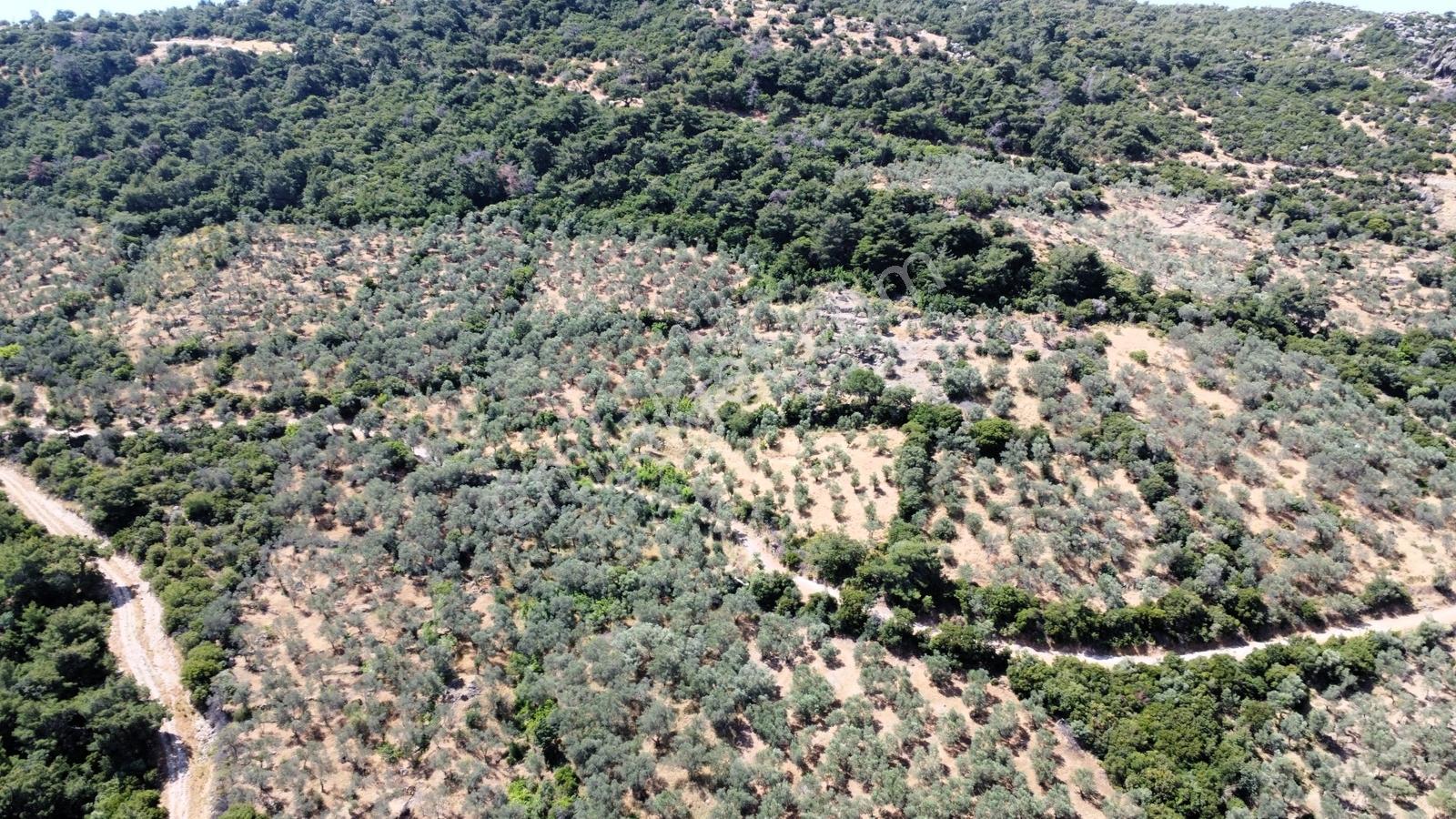Çanakkale Ayvacık Korubaşı Köyün'nde Satılık Zeytinlik - Görsel 7