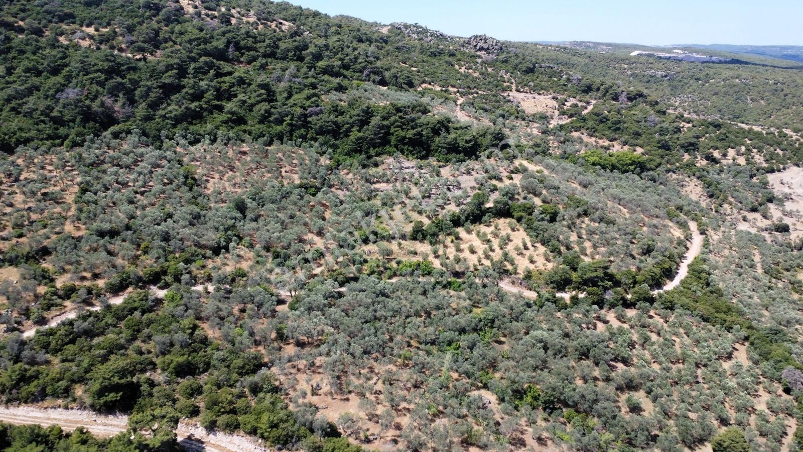 Çanakkale Ayvacık Korubaşı Köyün'nde Satılık Zeytinlik - Görsel 20