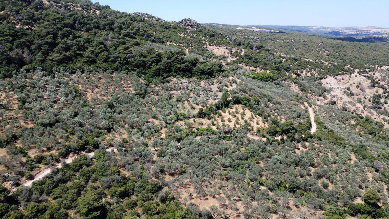 Çanakkale Ayvacık Korubaşı Köyün'nde Satılık Zeytinlik - Görsel 3