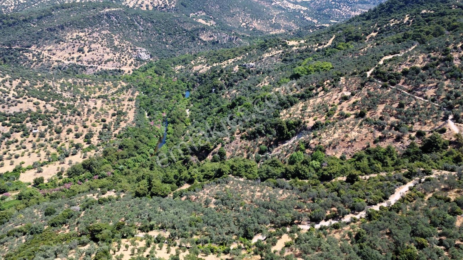 Çanakkale Ayvacık Korubaşı Köyün'nde Satılık Zeytinlik - Görsel 14