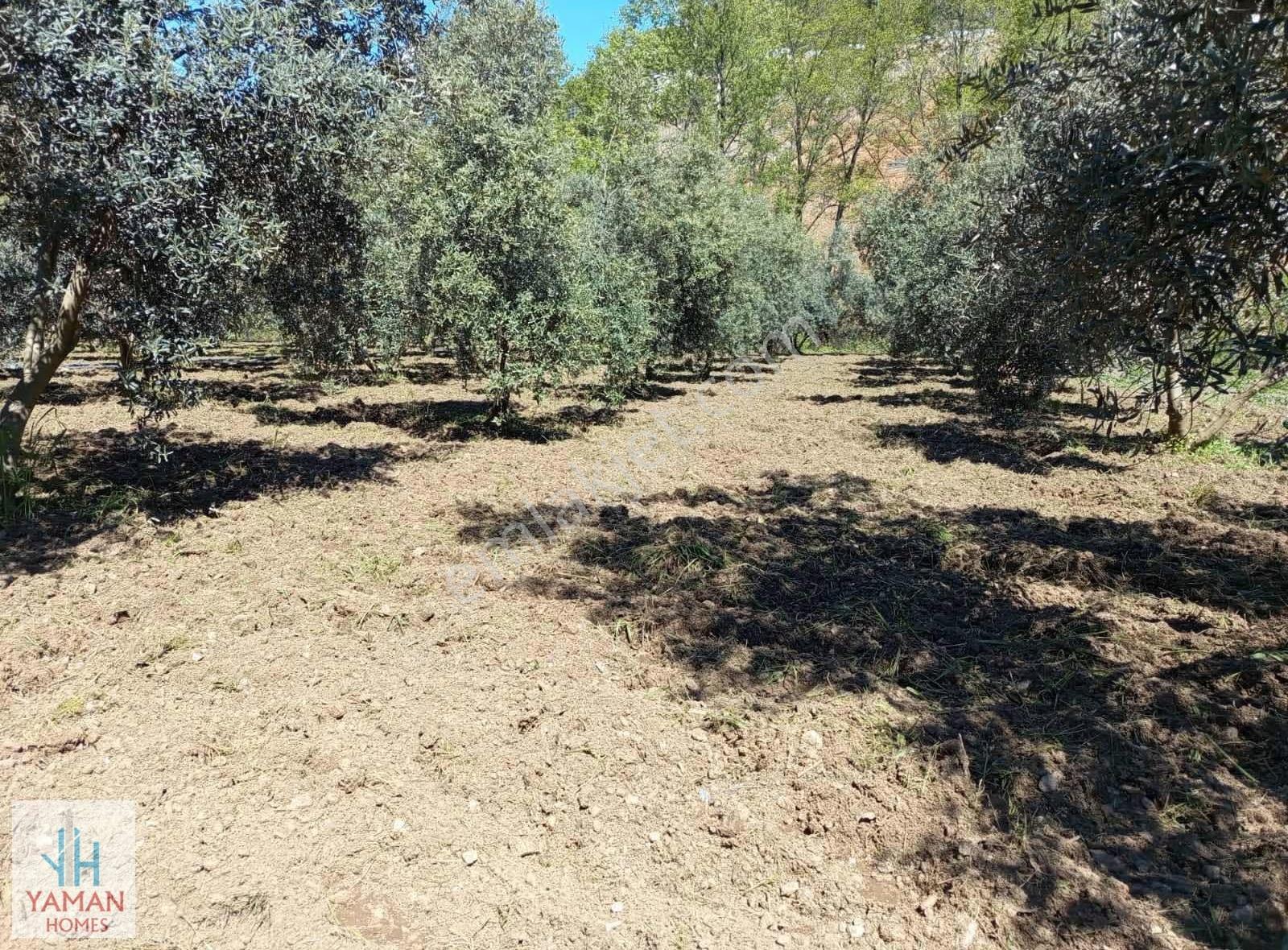 Alanya Yeniköy Mahallesinde Dere Kenarında Zeytinlik Ve Arsası