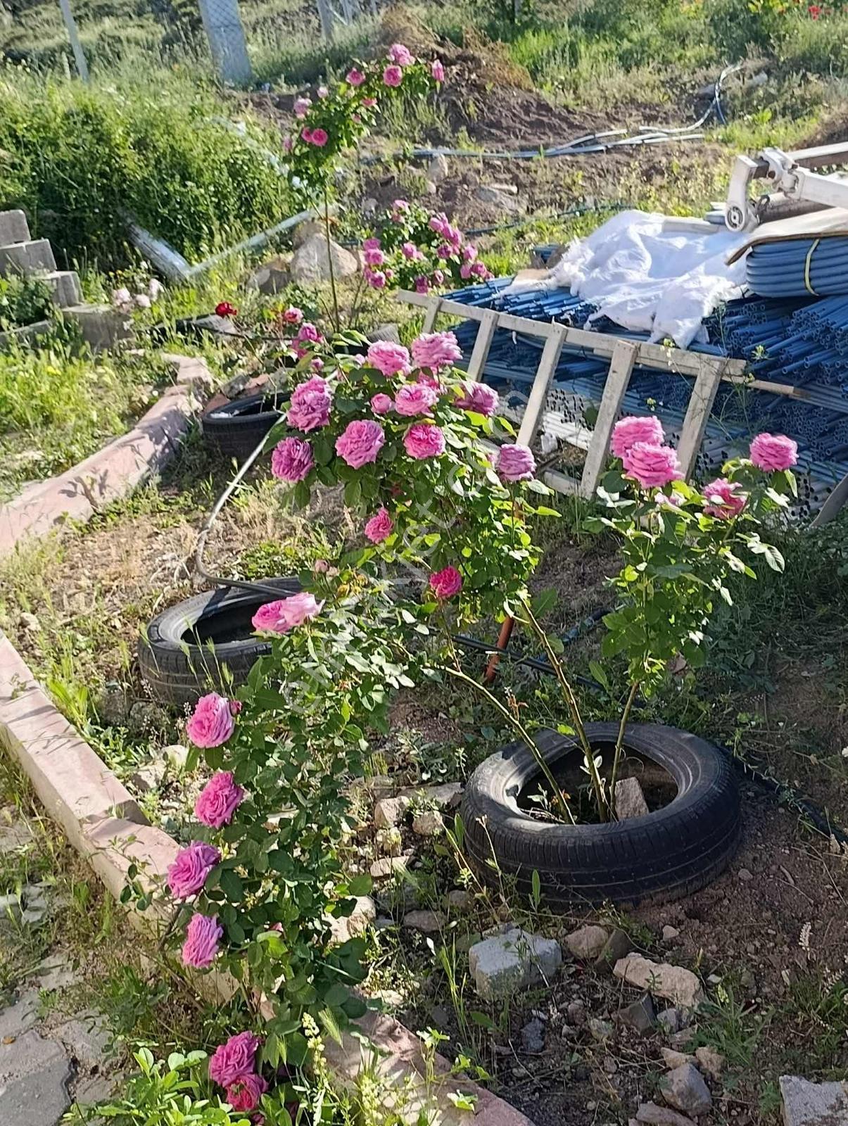 Niğde Bor Gökbezde Elektrikli, Sulama Sistemli Satılık Tarla - Görsel 4