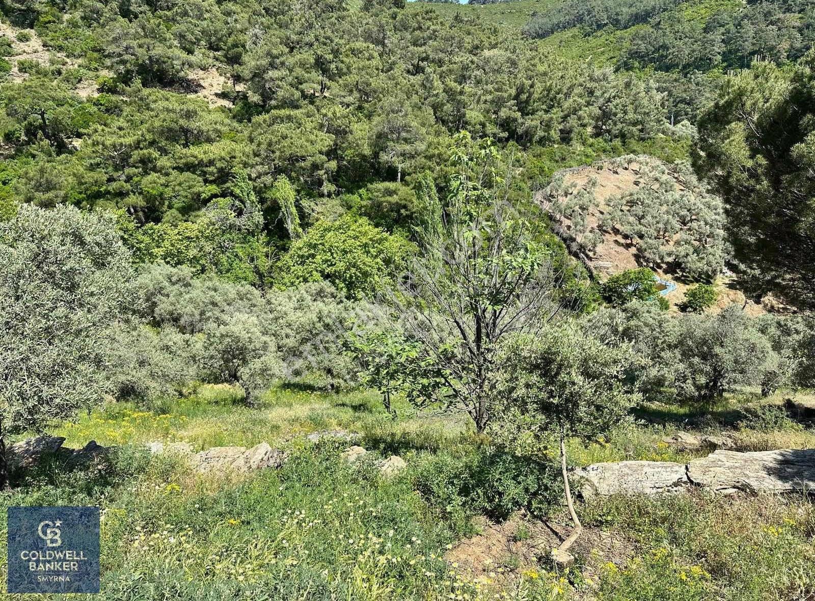 Bayındırda 800 Zeytin Ağaçlı 13.315 M² Tek Tapu Zeytinlik - Görsel 12